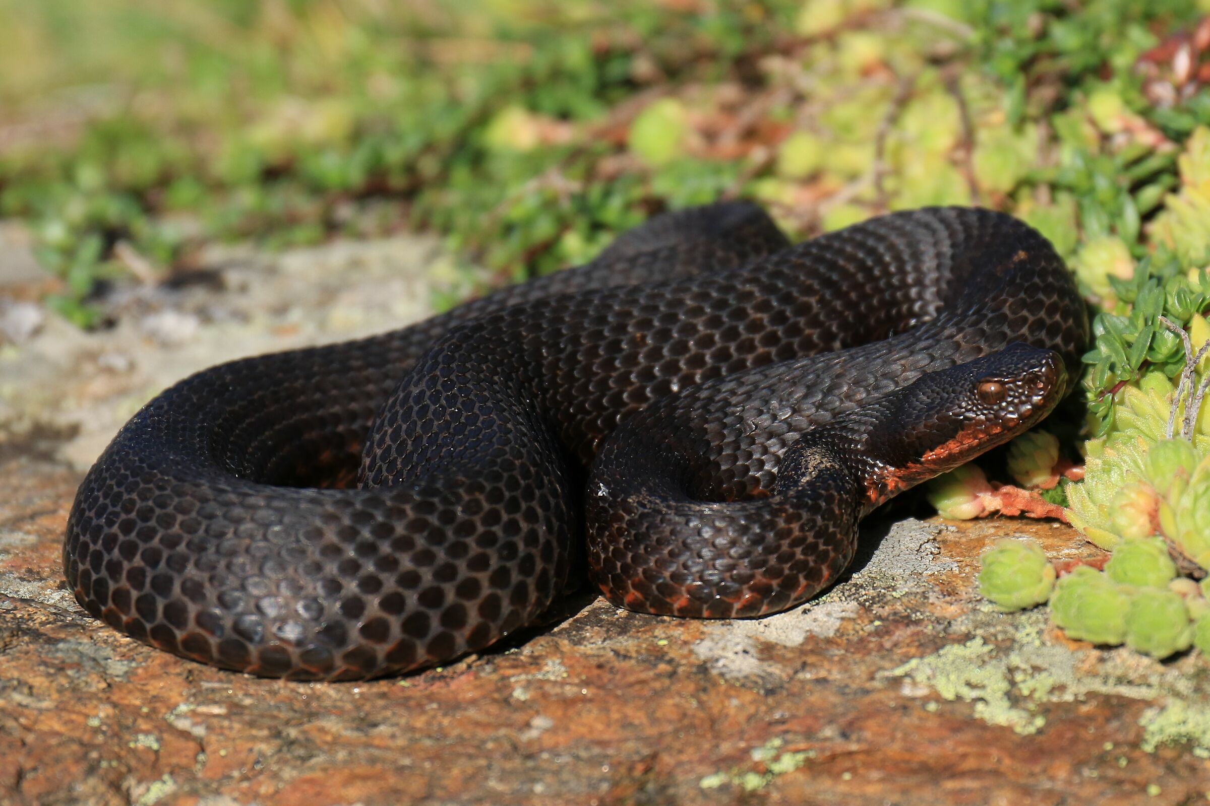 Female, 1750m, Ticino (Svizzera)