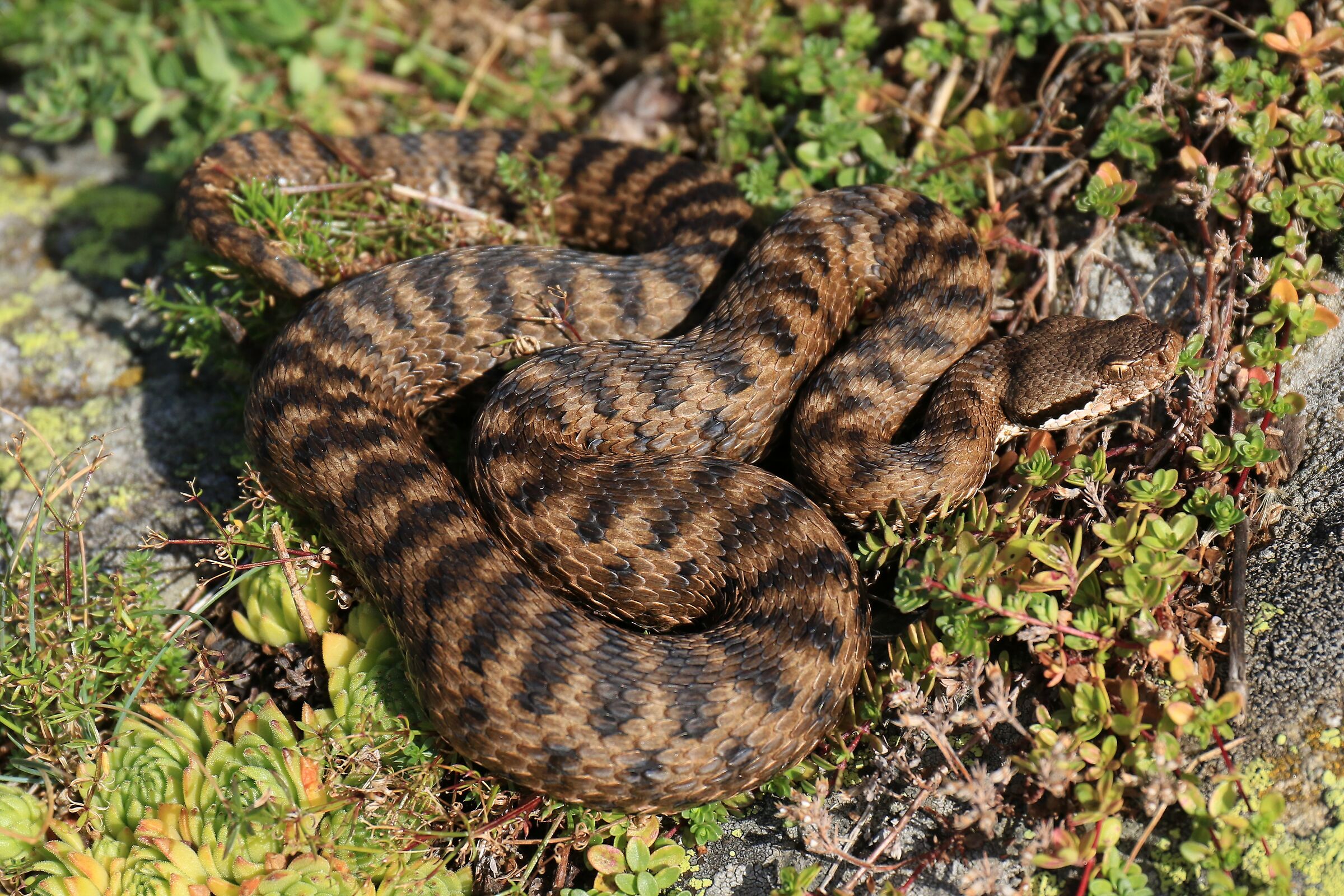 Female, 1450m, Piemonte (Italia)