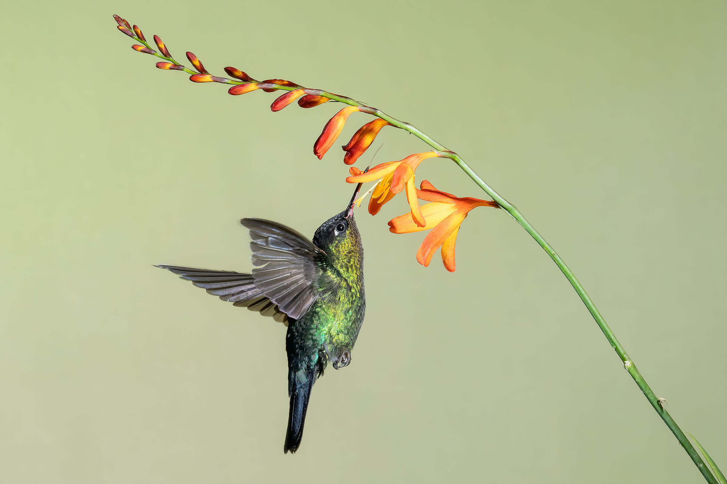 Colibri del Costarica