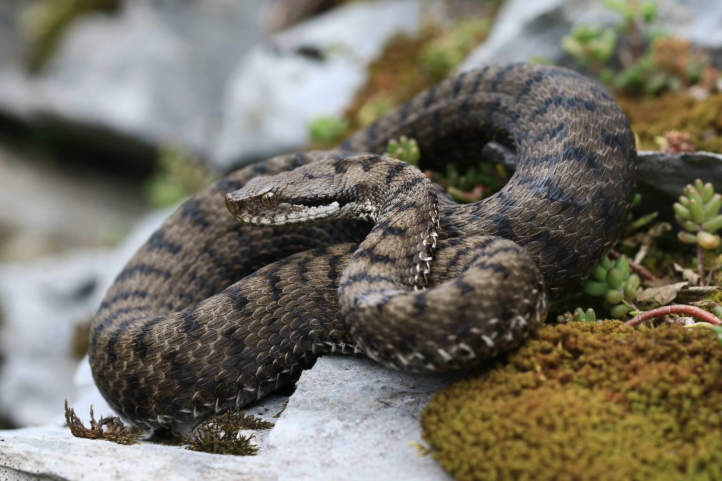 Female, 1290m, Berna (Svizzera)