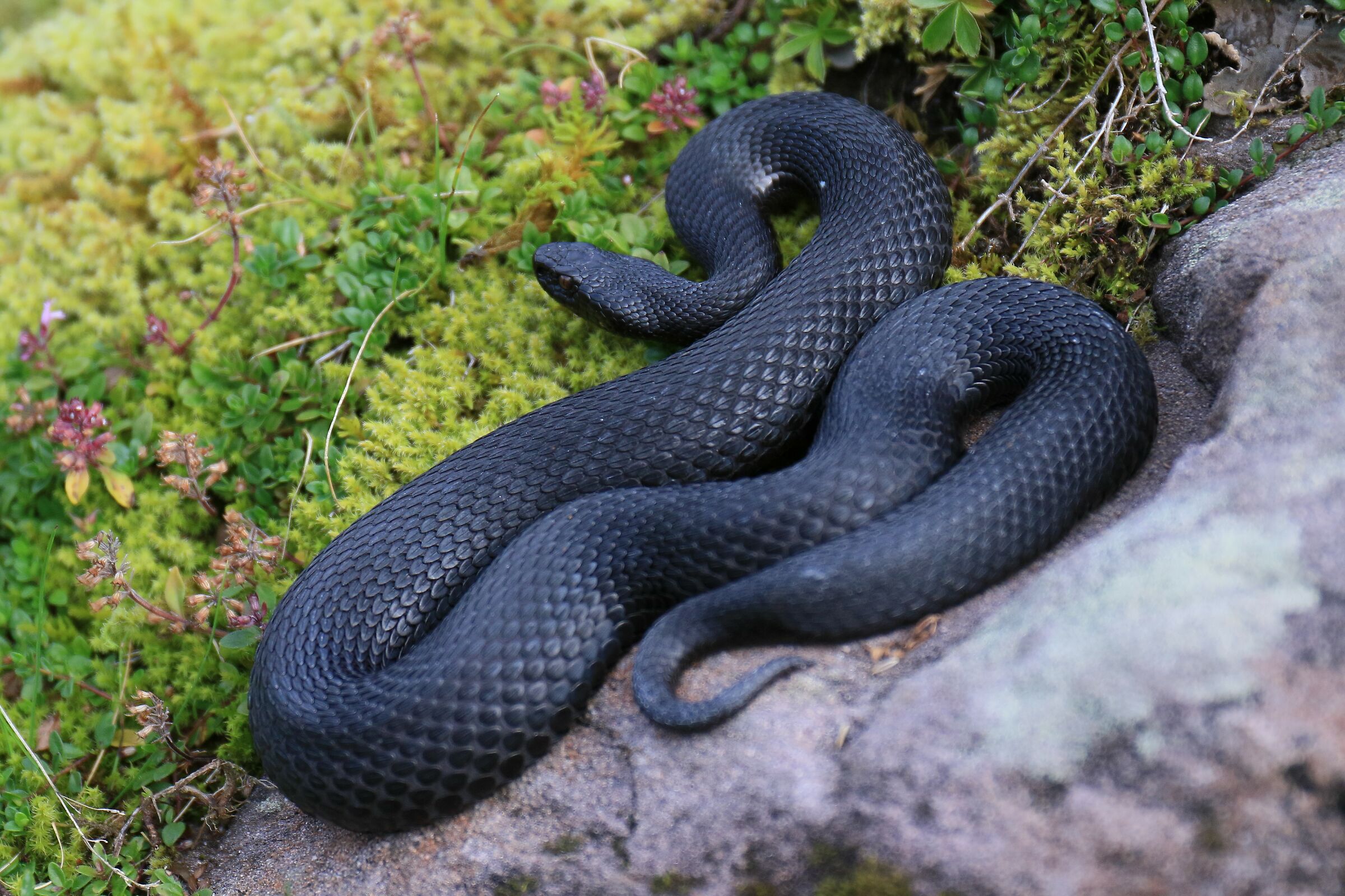 Femmina, 1650m, Glarona (Svizzera)