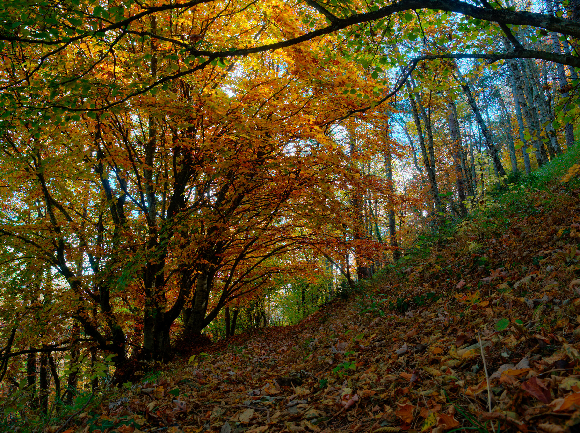 An explosion of colors