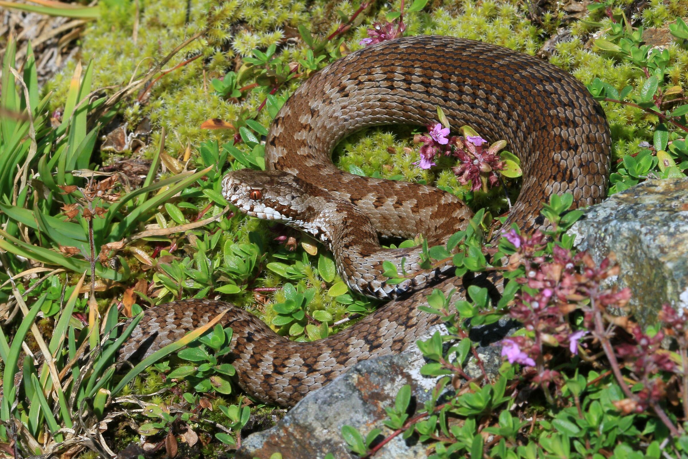 Femmina, 1850m, Grigioni (Svizzera)