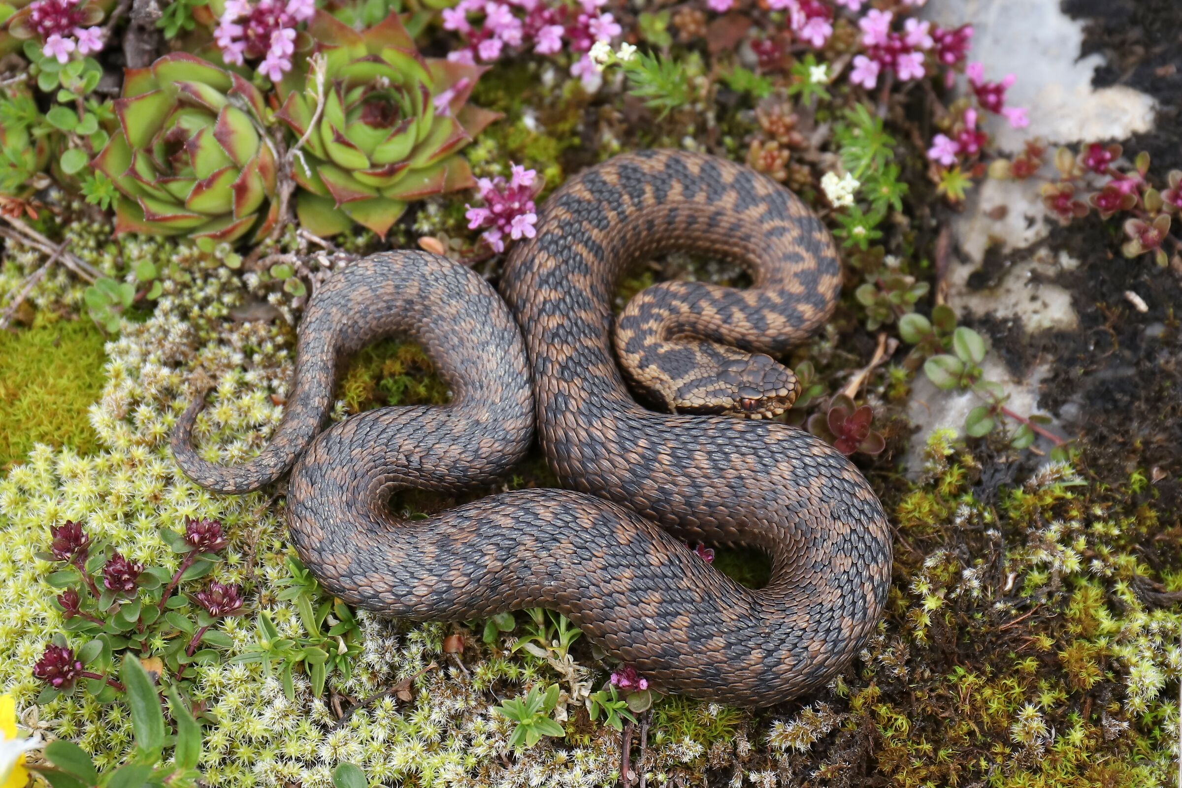 Femmina, 1800m, Berna (Svizzera)
