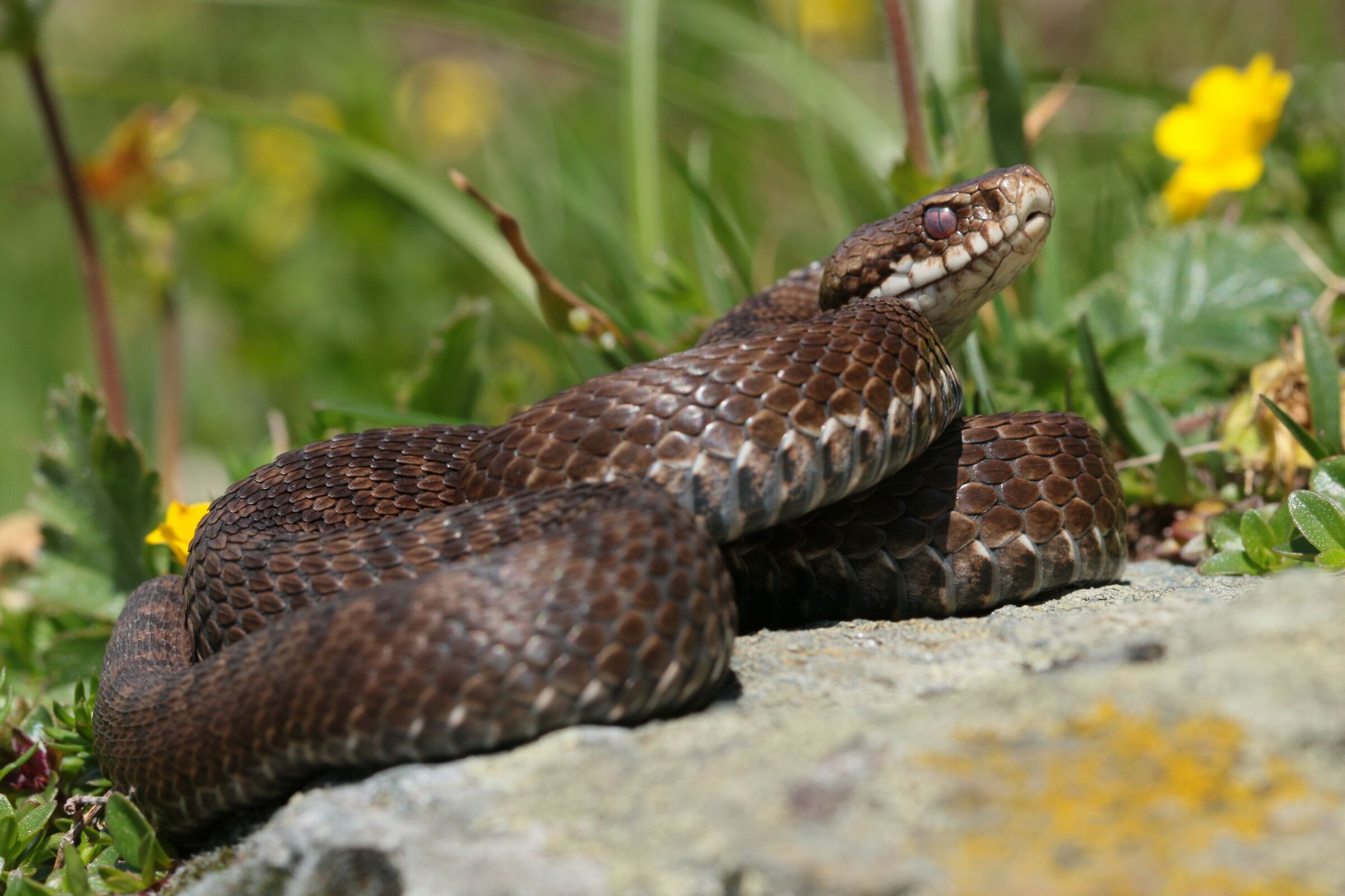 Femmina, 2000m, Lombardia (Italia)