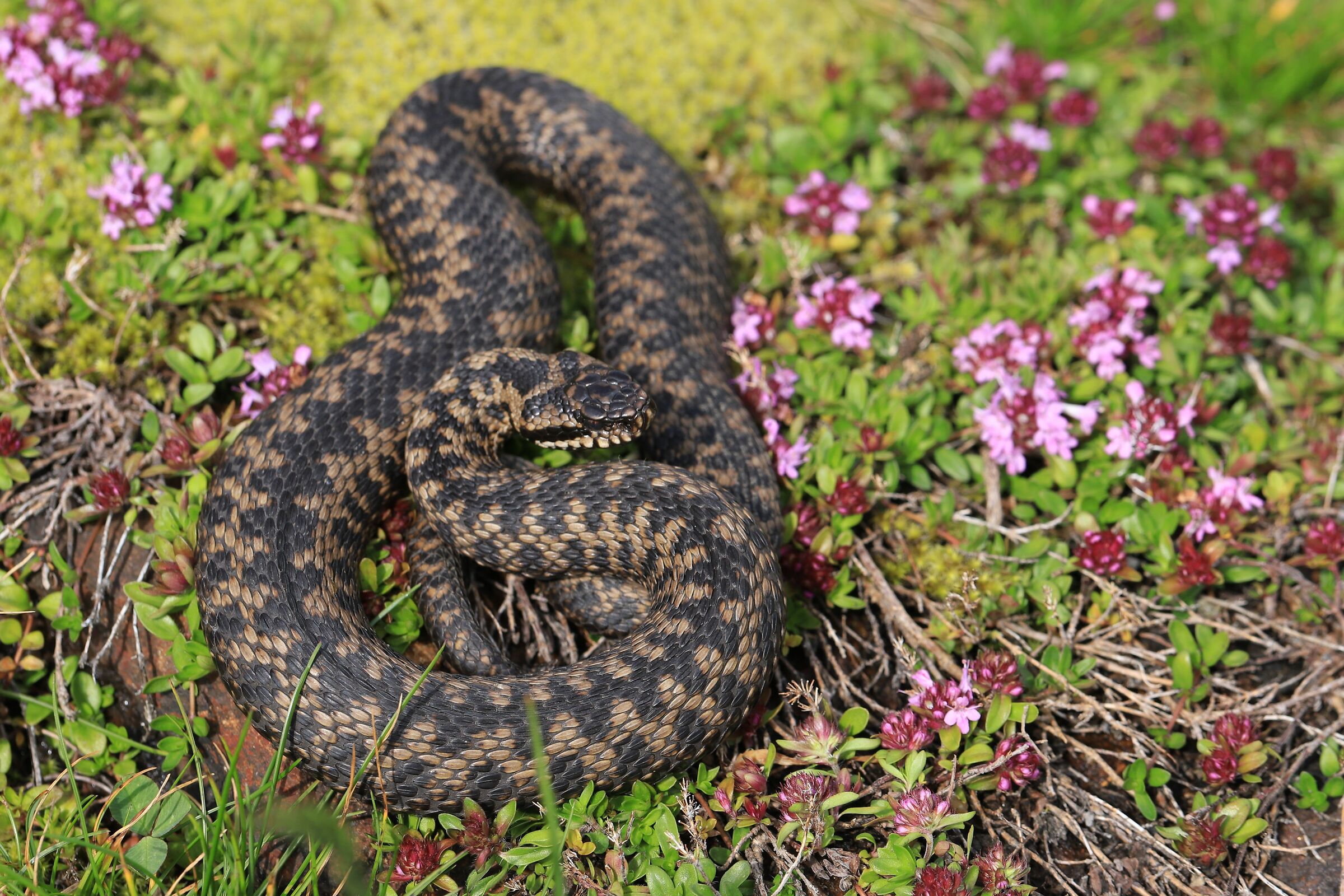 Maschio, 1650m, Uri (Svizzera)