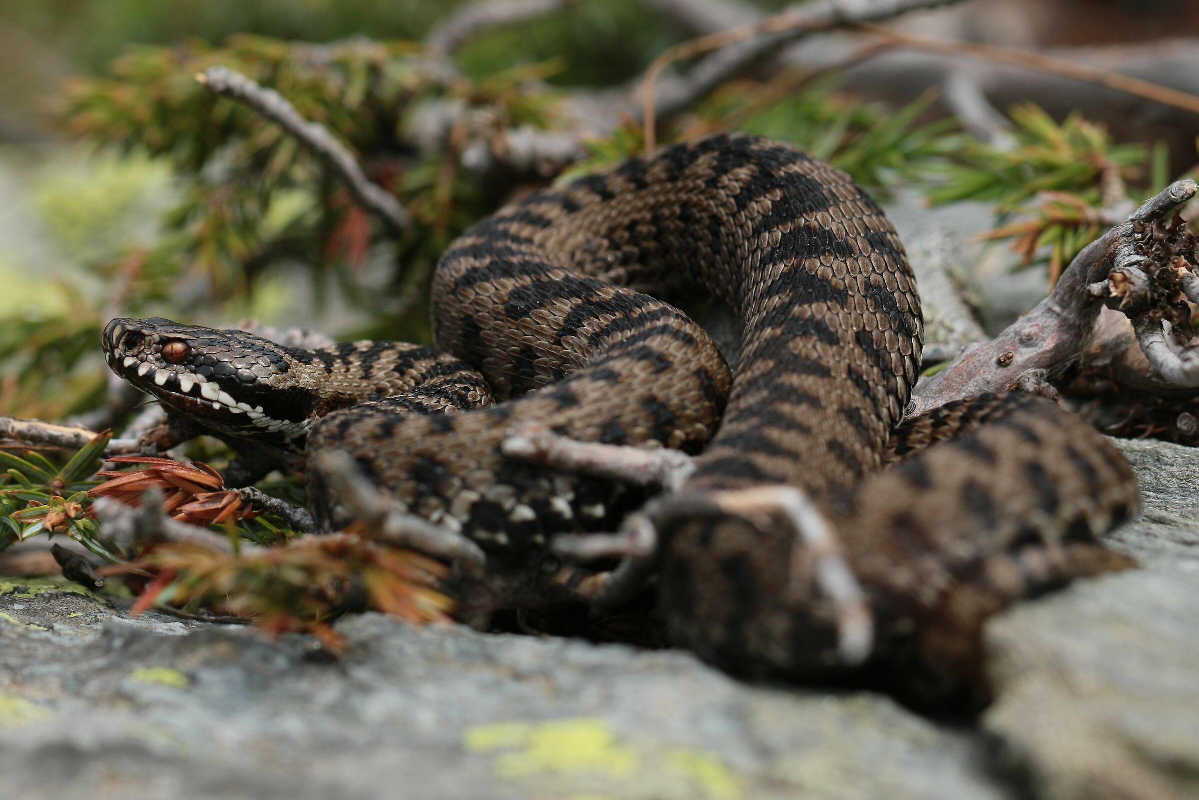 Maschio, 2000m, Lombardia (Italia)