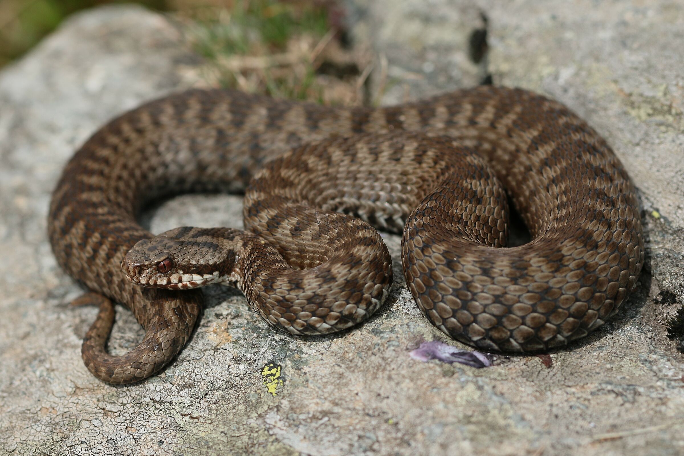 Femmina, 2000m, Lombardia (Italia)