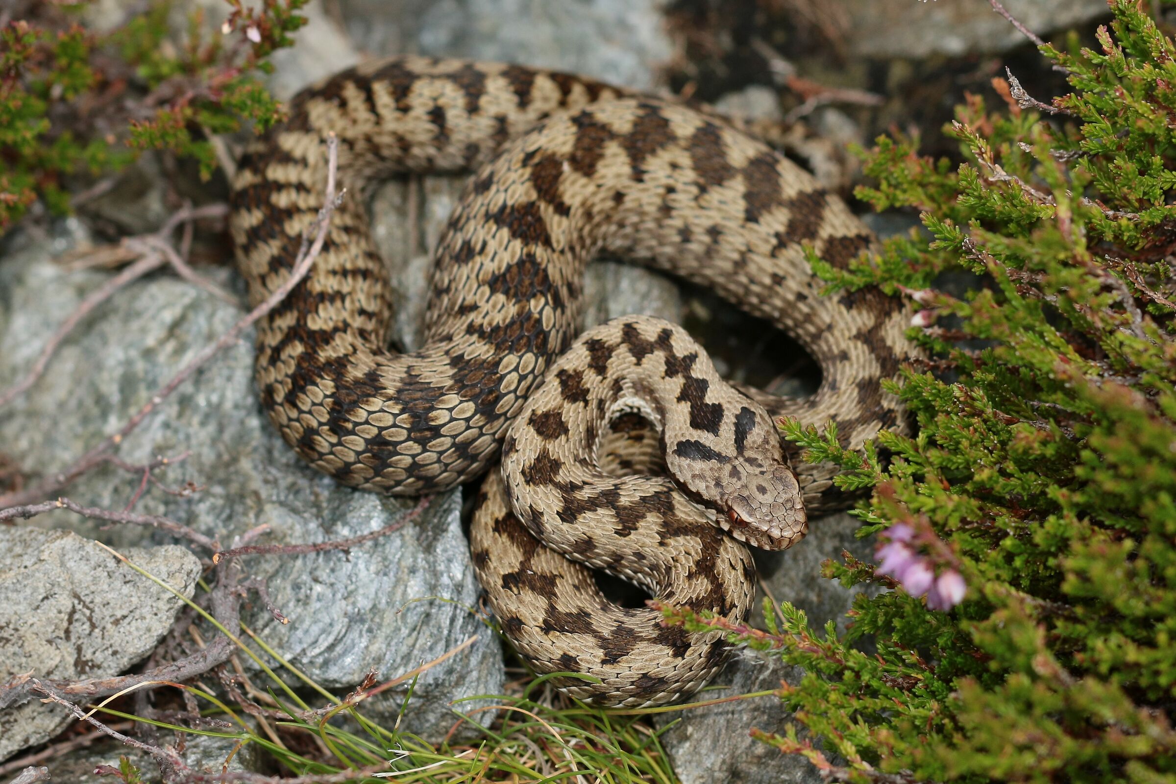 Femmina, 1850m, Lombardia (Italia)