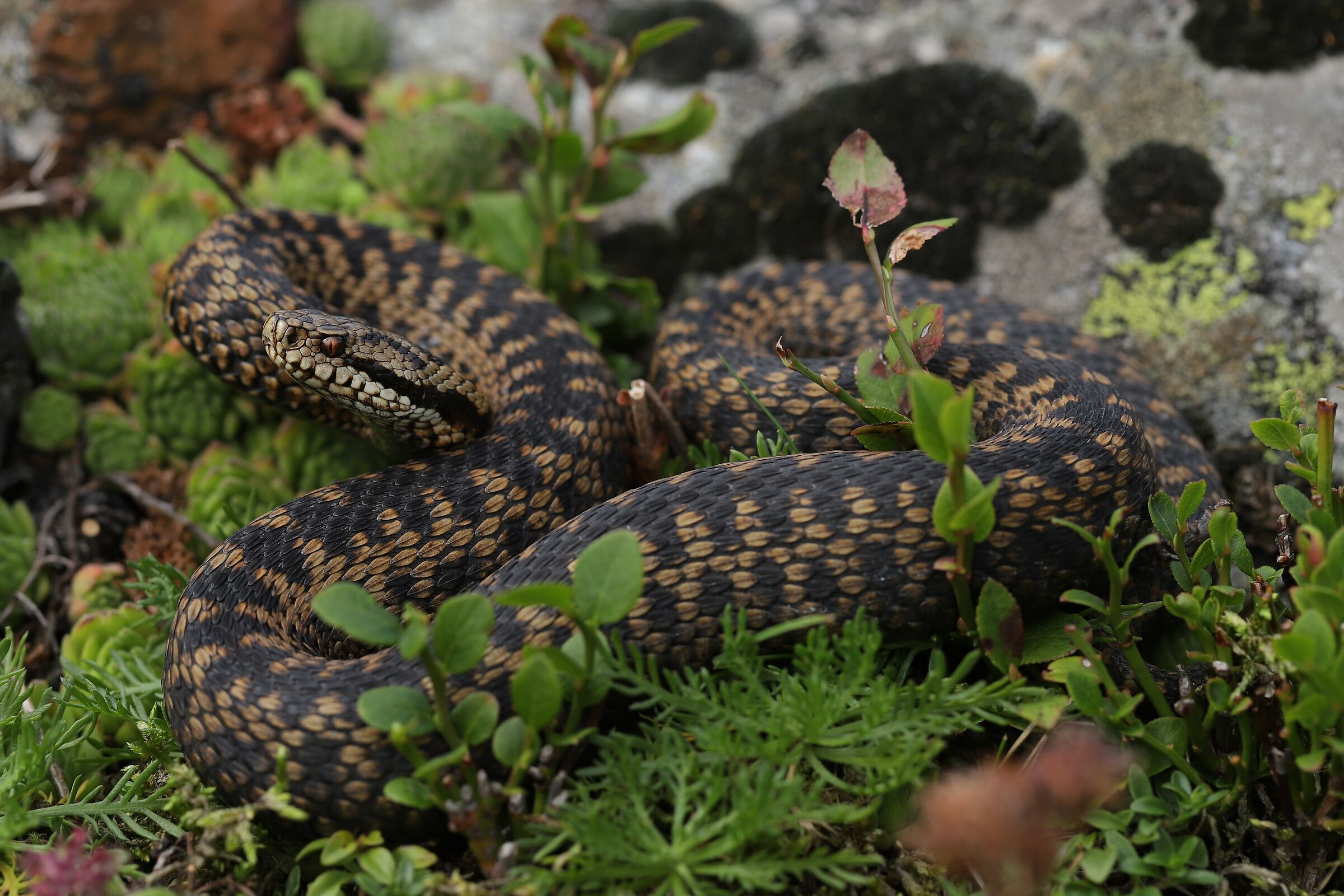 Femmina, 1650m, Uri (Svizzera)