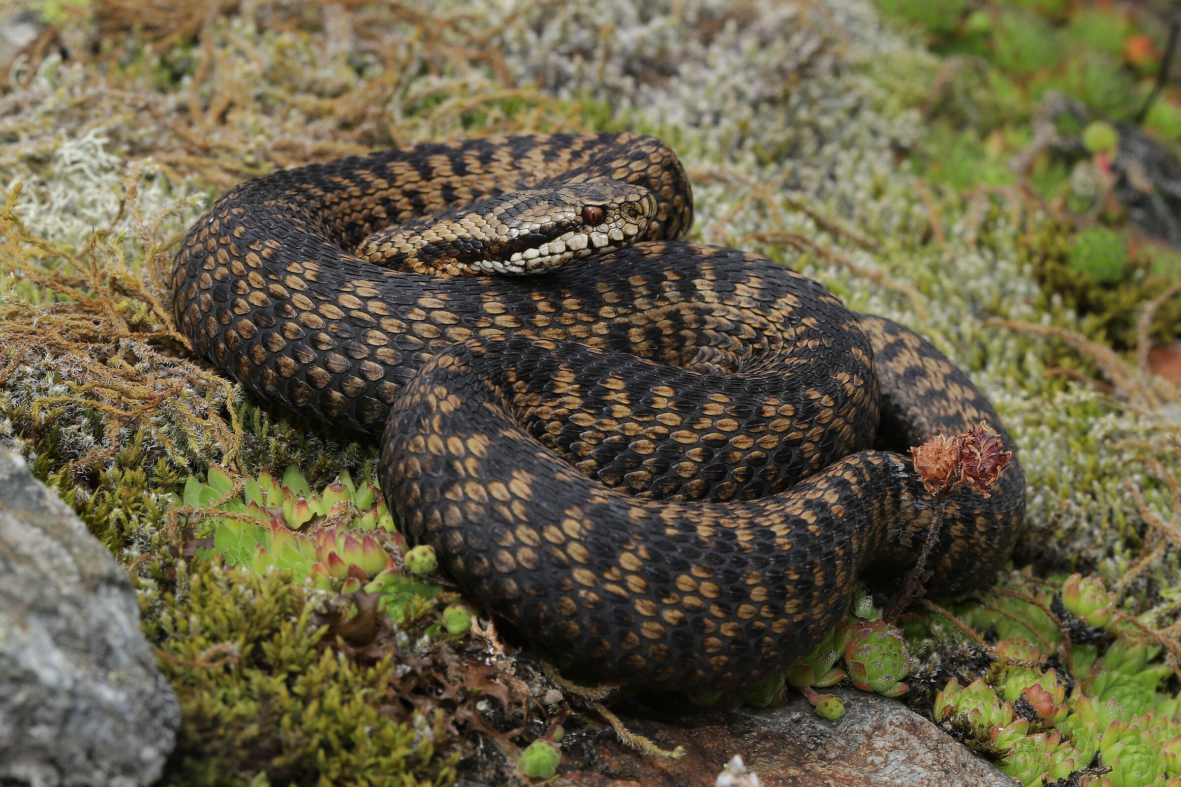 Femmina, 1650m, Uri (Svizzera)