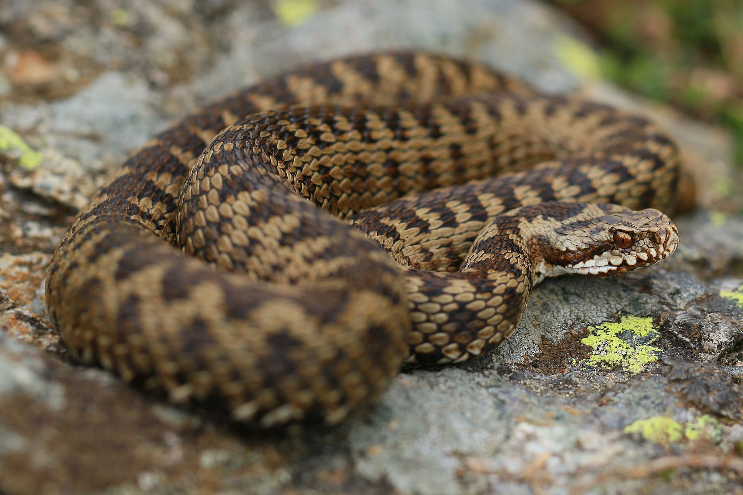 Femmina, 1500m, Lombardia (Italia)