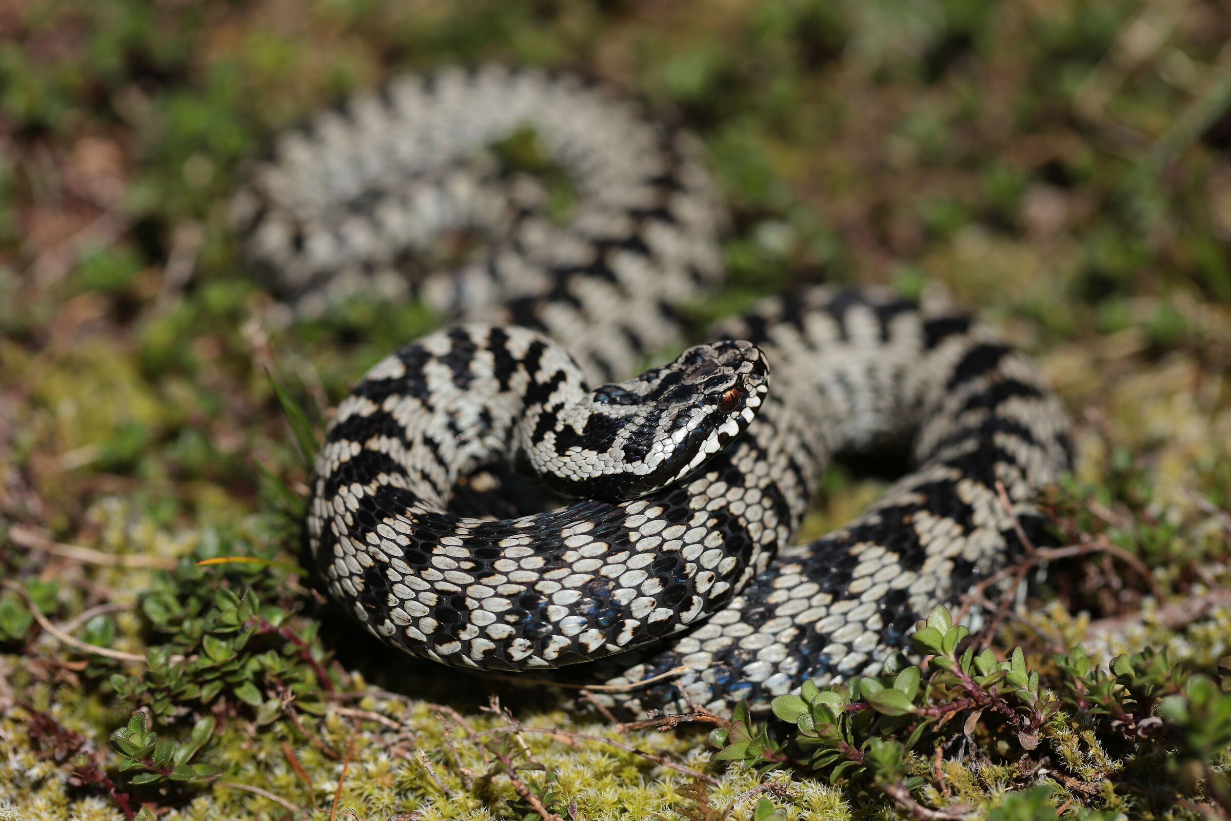 Maschio, 1500m, Lombardia (Italia)