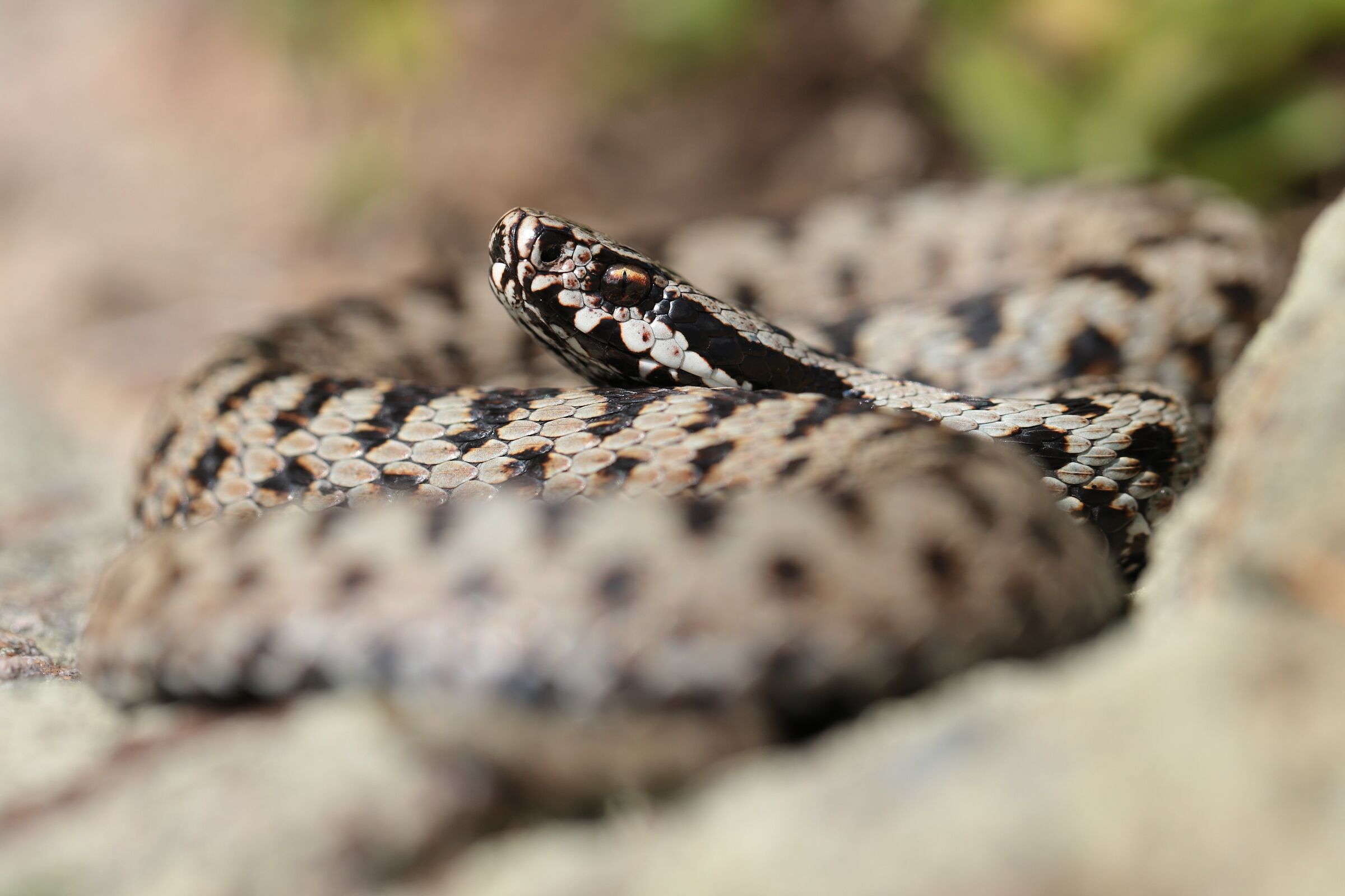 Maschio, 1500m, Lombardia (Italia)