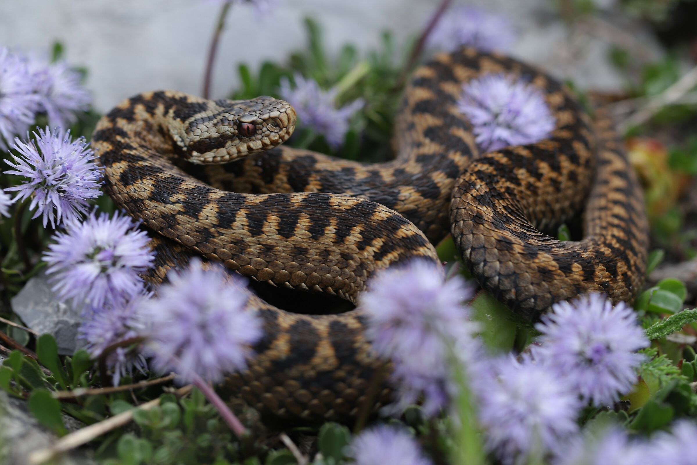 Femmina, 1850m, Berna (Svizzera)