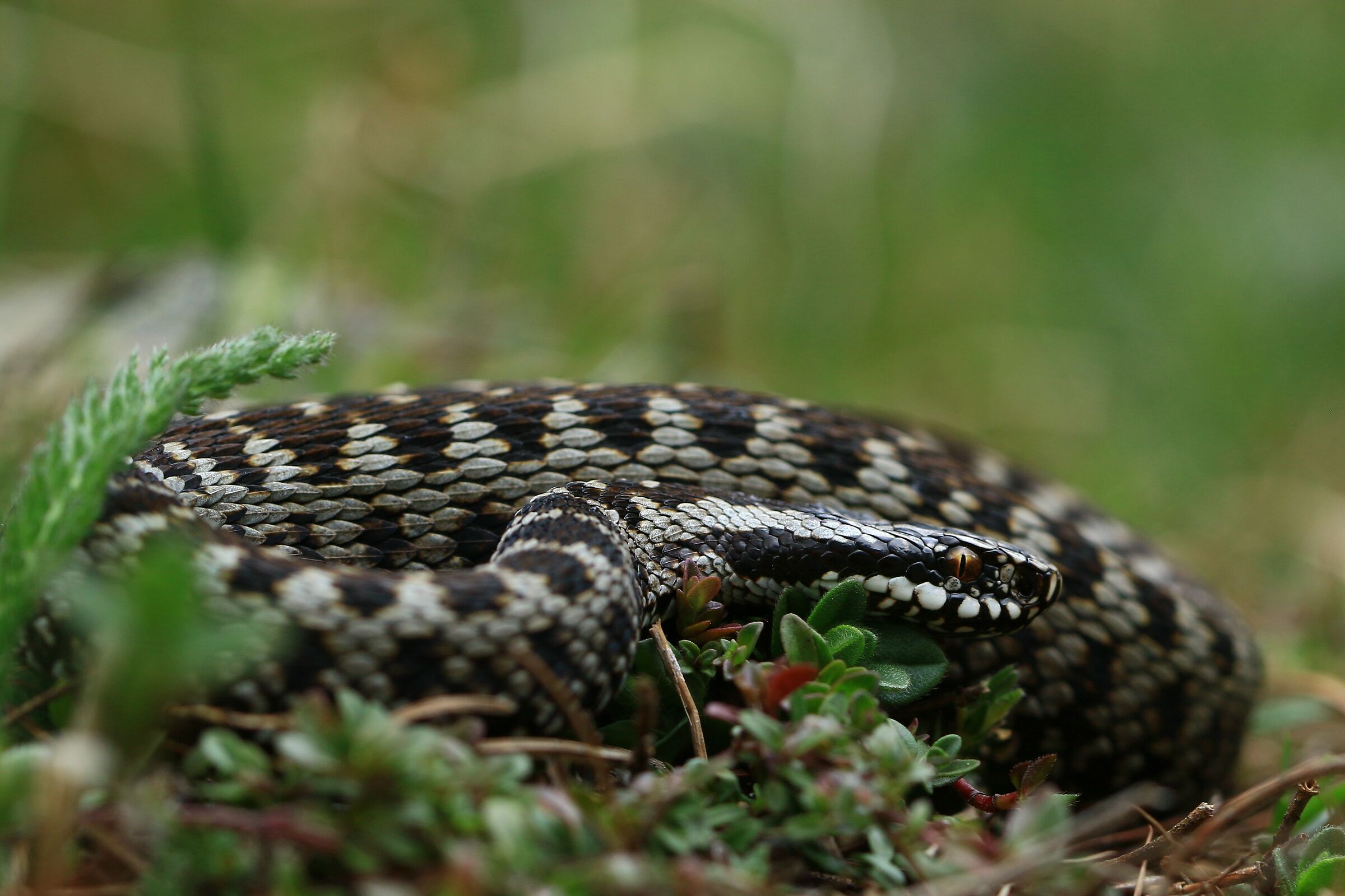 Maschio, 1800m, Grigioni (Svizzera)
