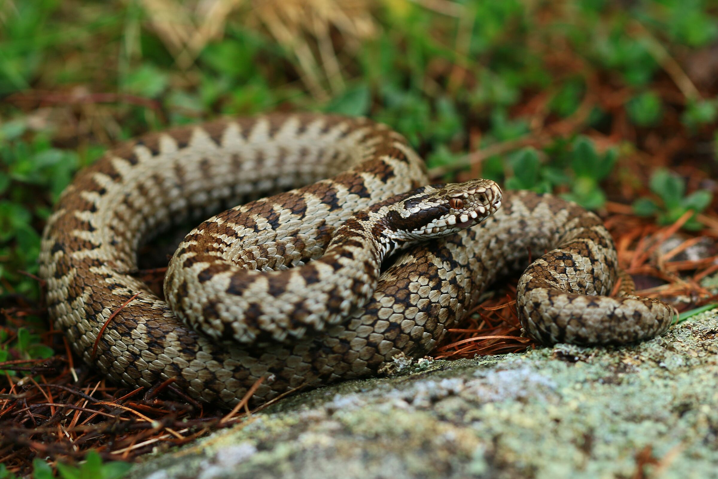 Femmina, 1800m, Grigioni (Svizzera)