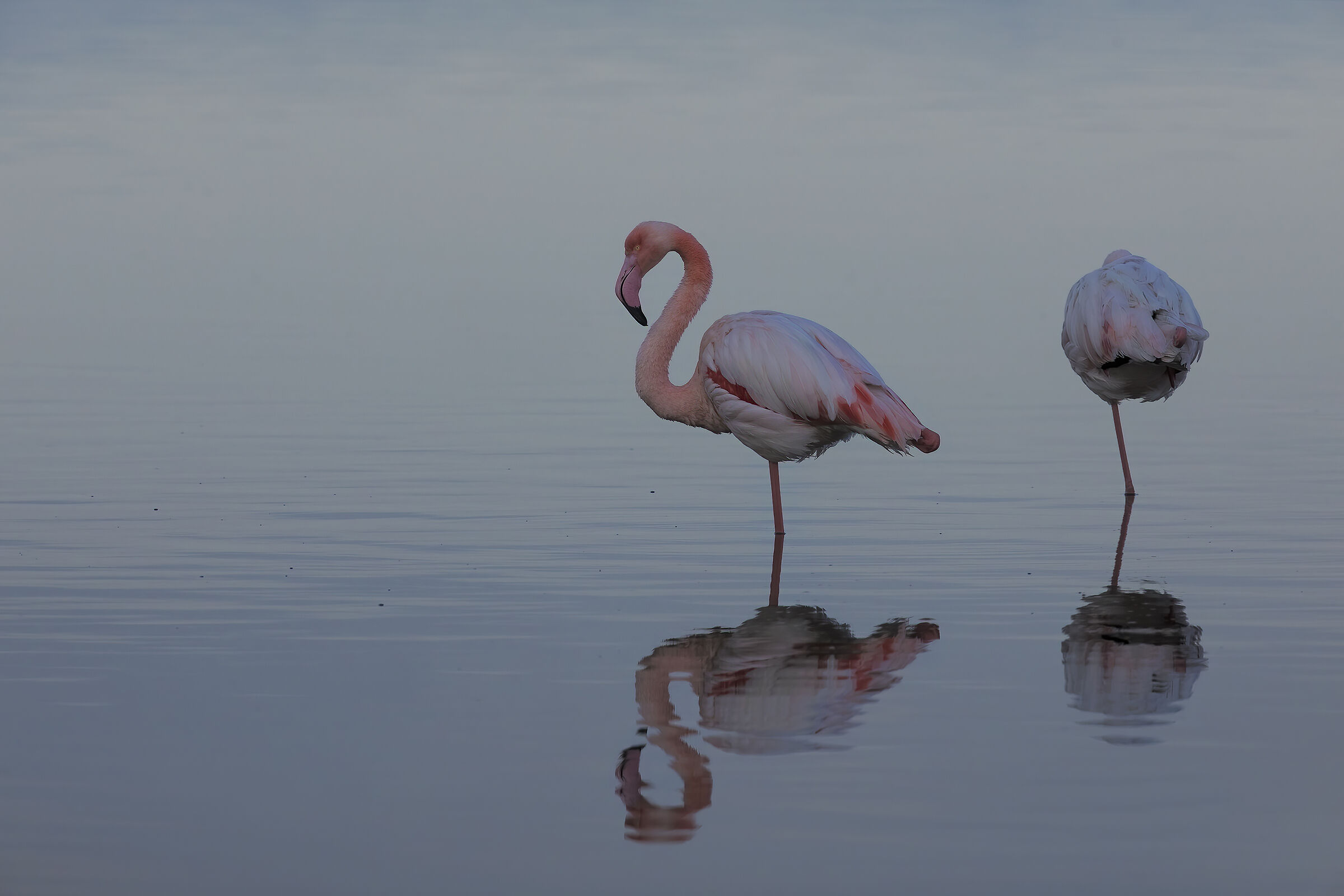 fenicotteri al tramonto