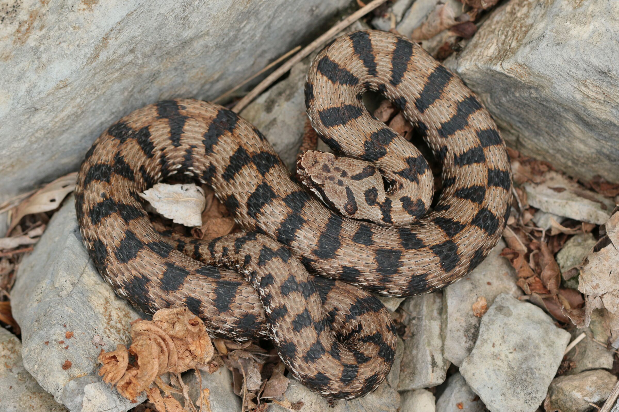 Maschio, 950m, Lombardia (Italia)