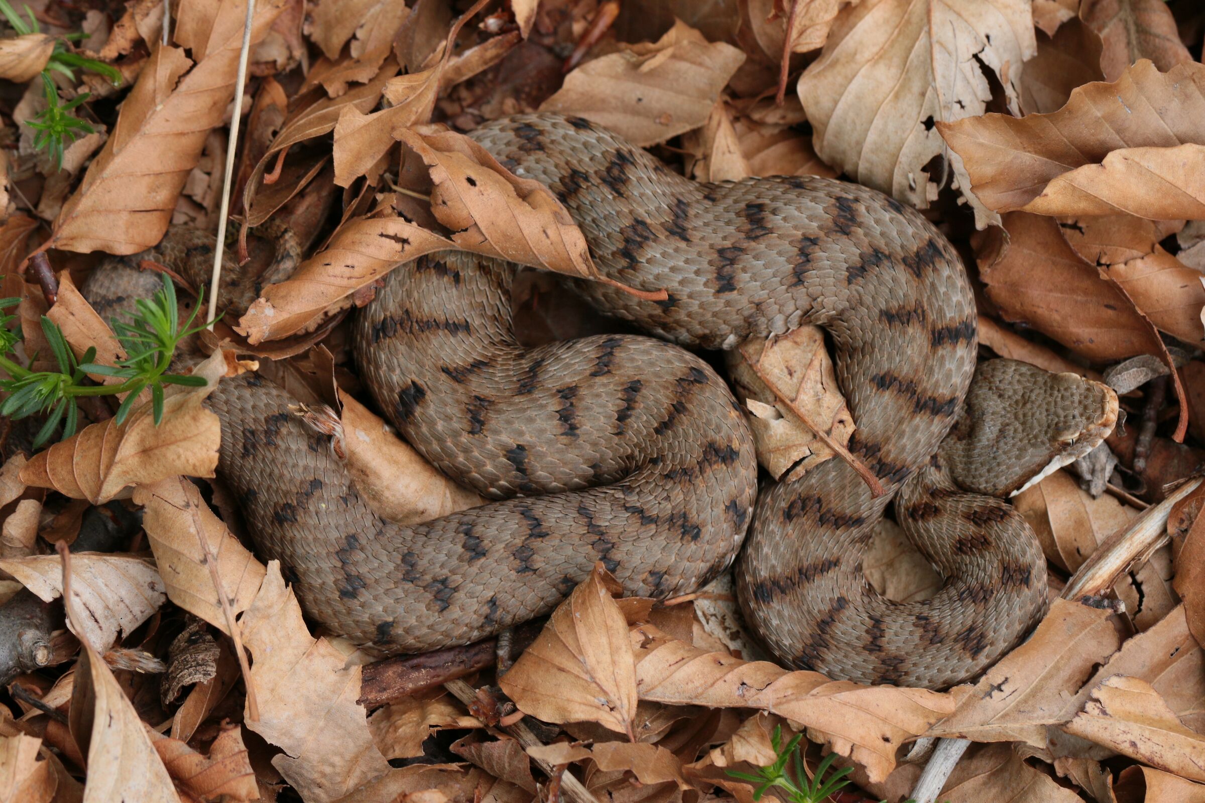 Femmina, 950m, Lombardia (Italia)