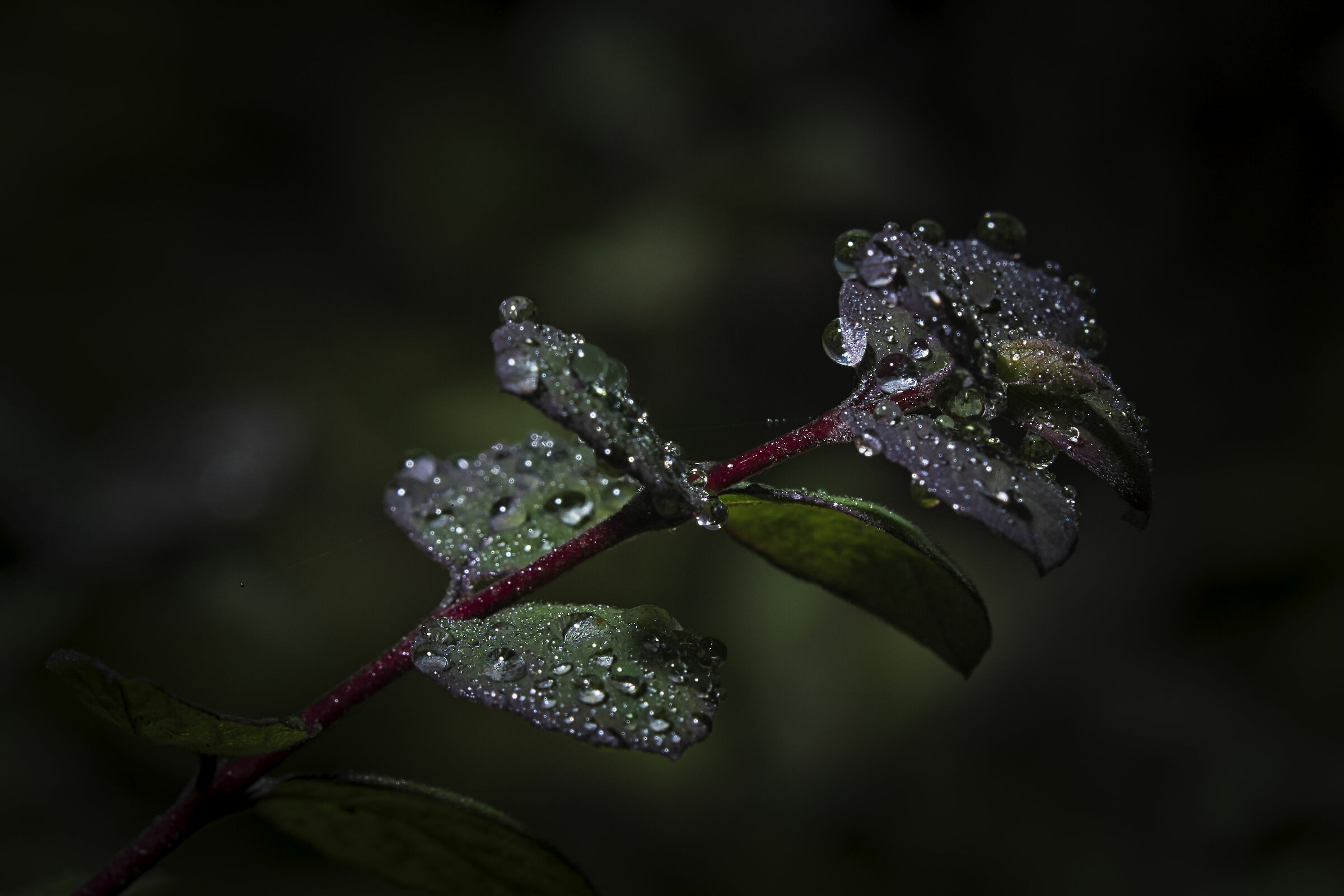 Novembre umido e freddo