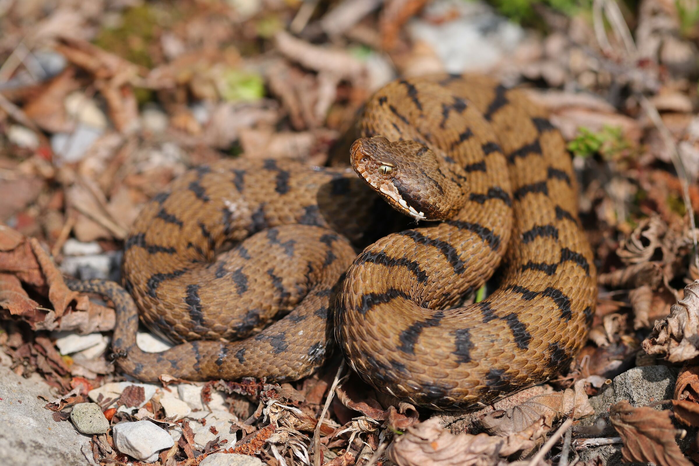 Femmina, 950m, Lombardia (Italia)