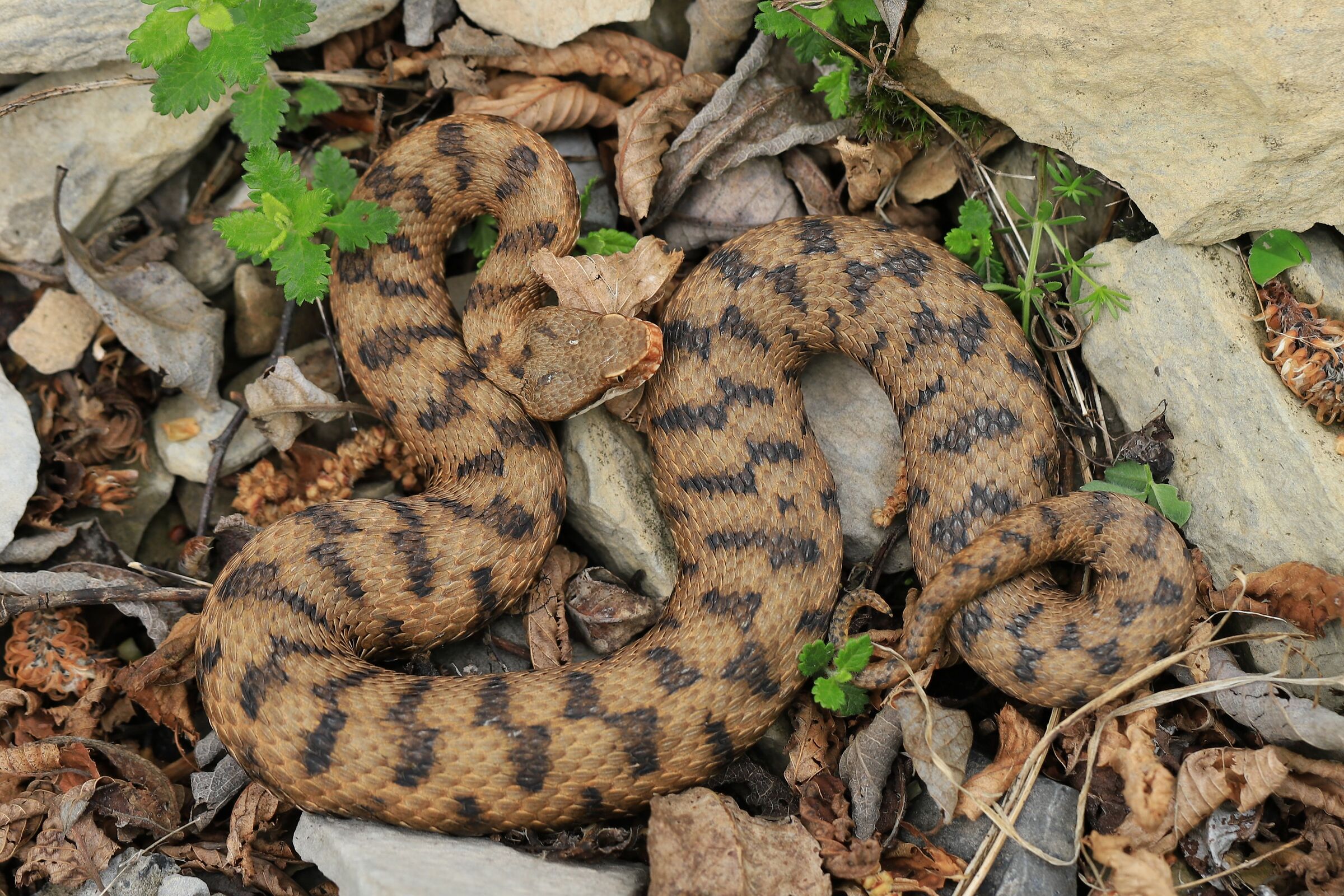 Femmina, 950m, Lombardia (Italia)