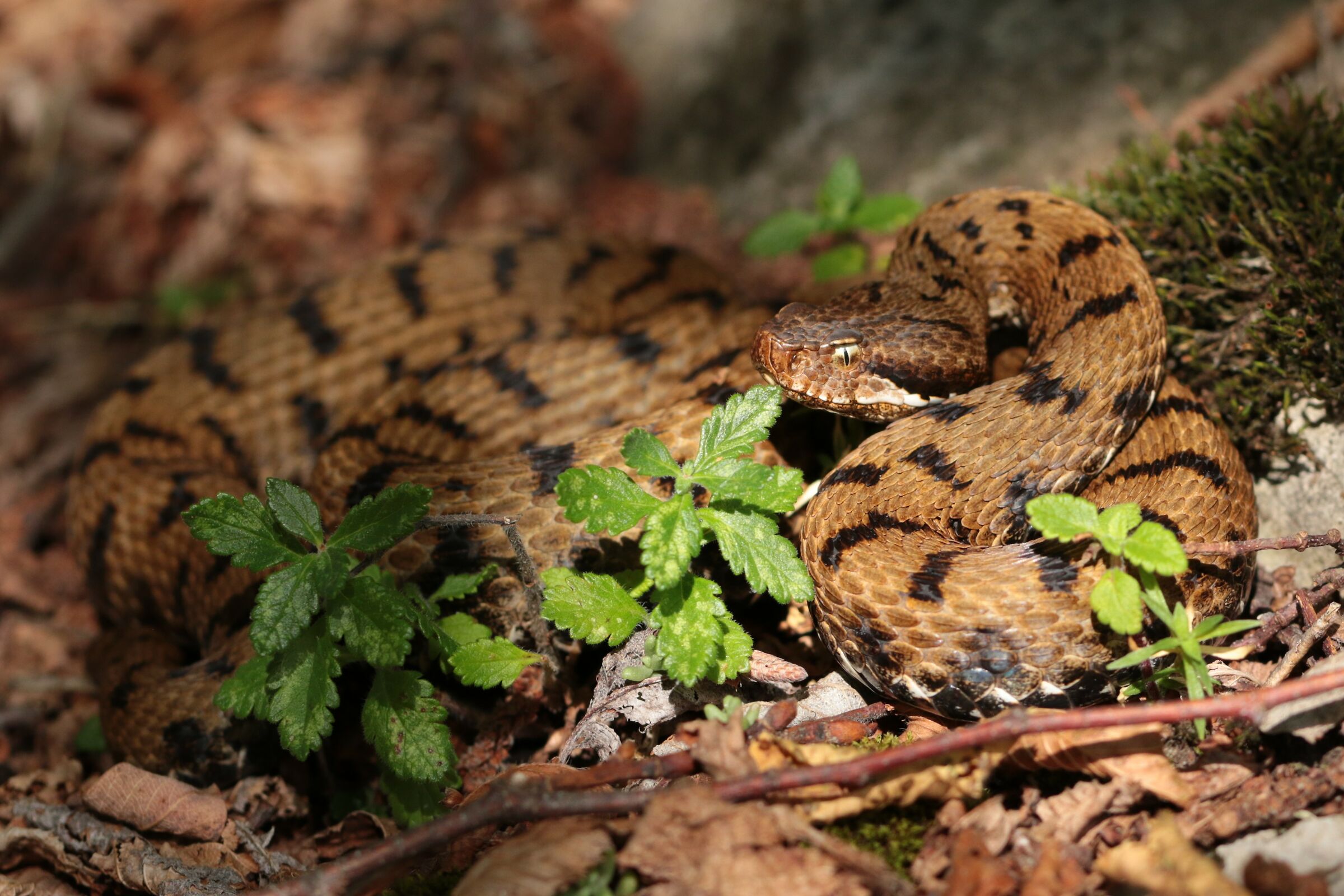 Femmina, 950m, Lombardia (Italia)
