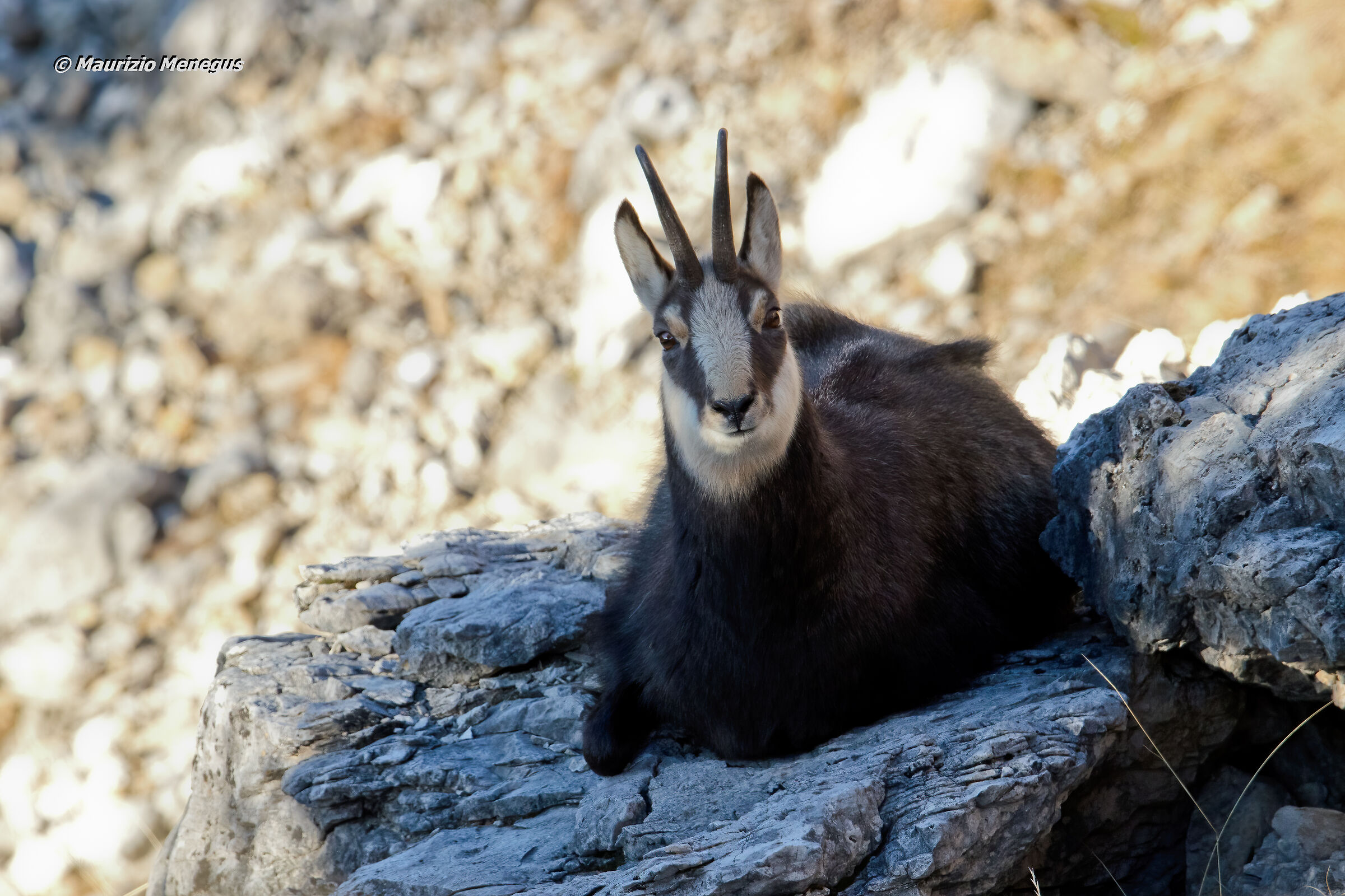 Camoscio alpino 16