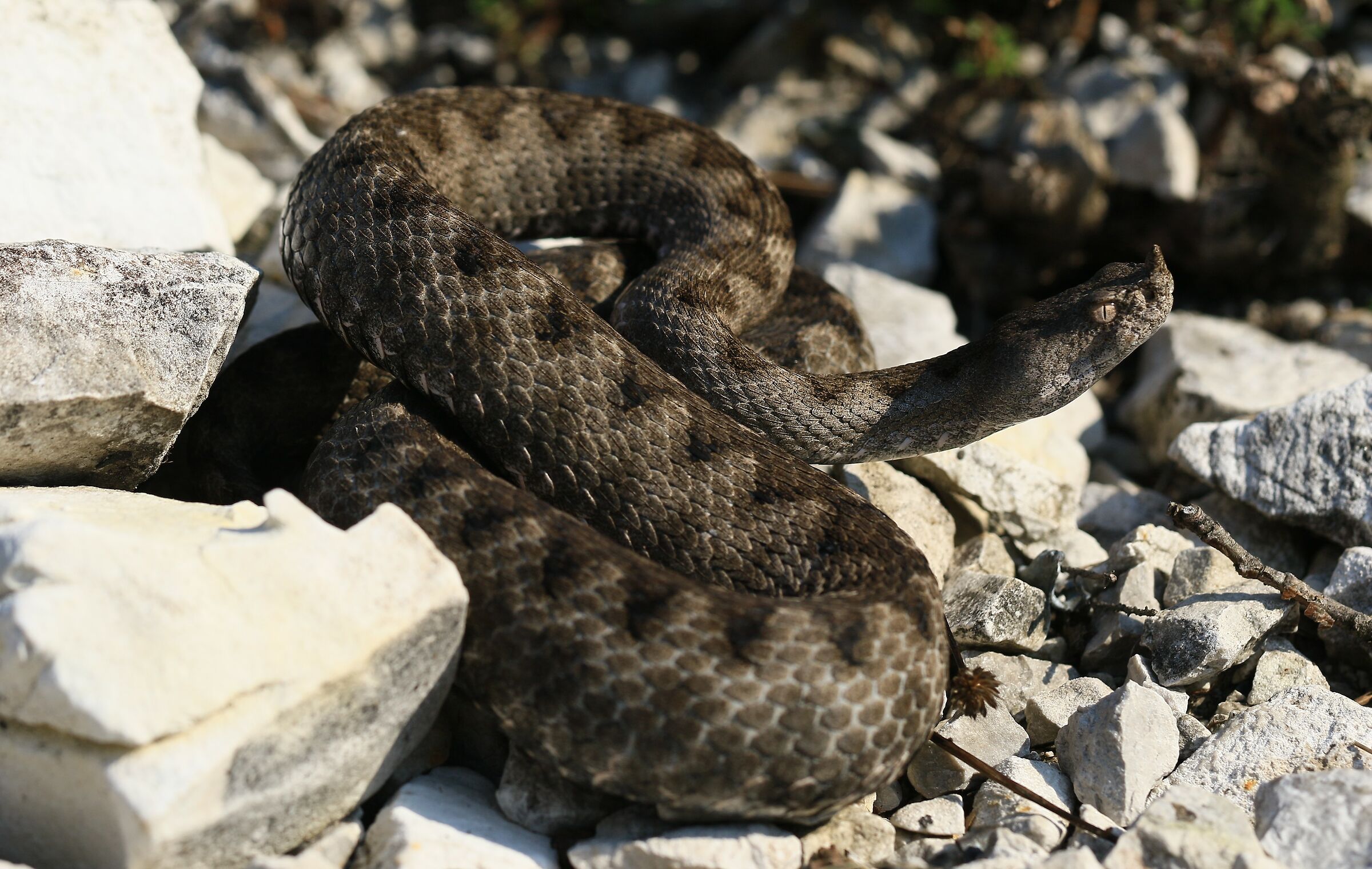 Femmina, 850m, Friuli Venezia Giulia (Italia)