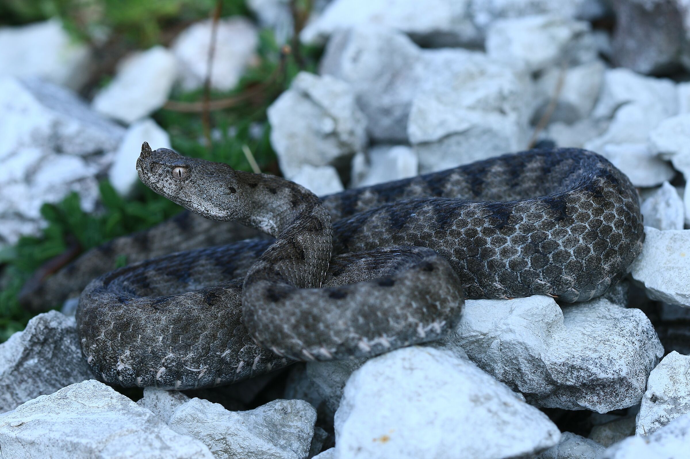 Femmina, 850m, Friuli Venezia Giulia (Italia)