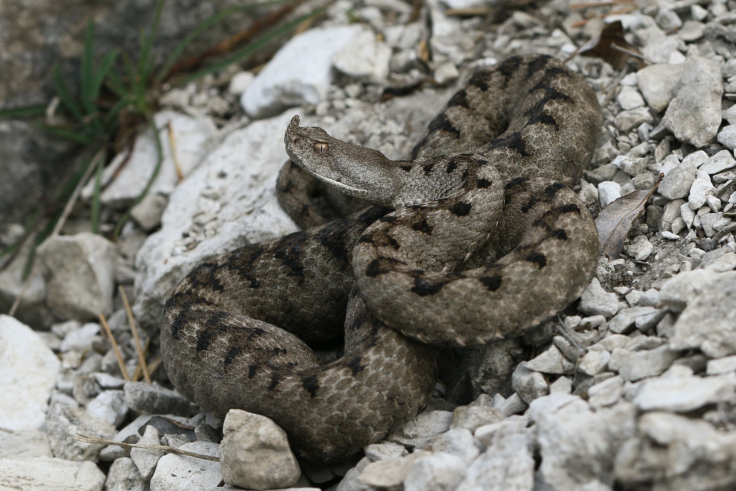 Femmina, 850m, Friuli Venezia Giulia (Italia)