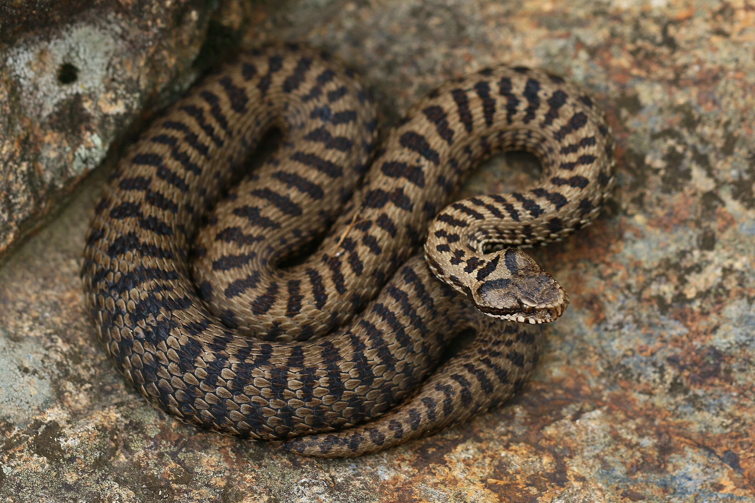 Femmina, 1350m, Piemonte (Italia)