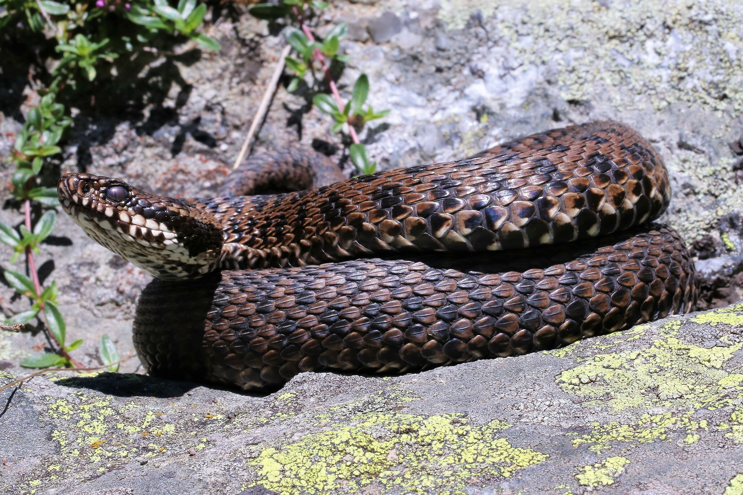 Femmina, 1450m, Piemonte (Italia)