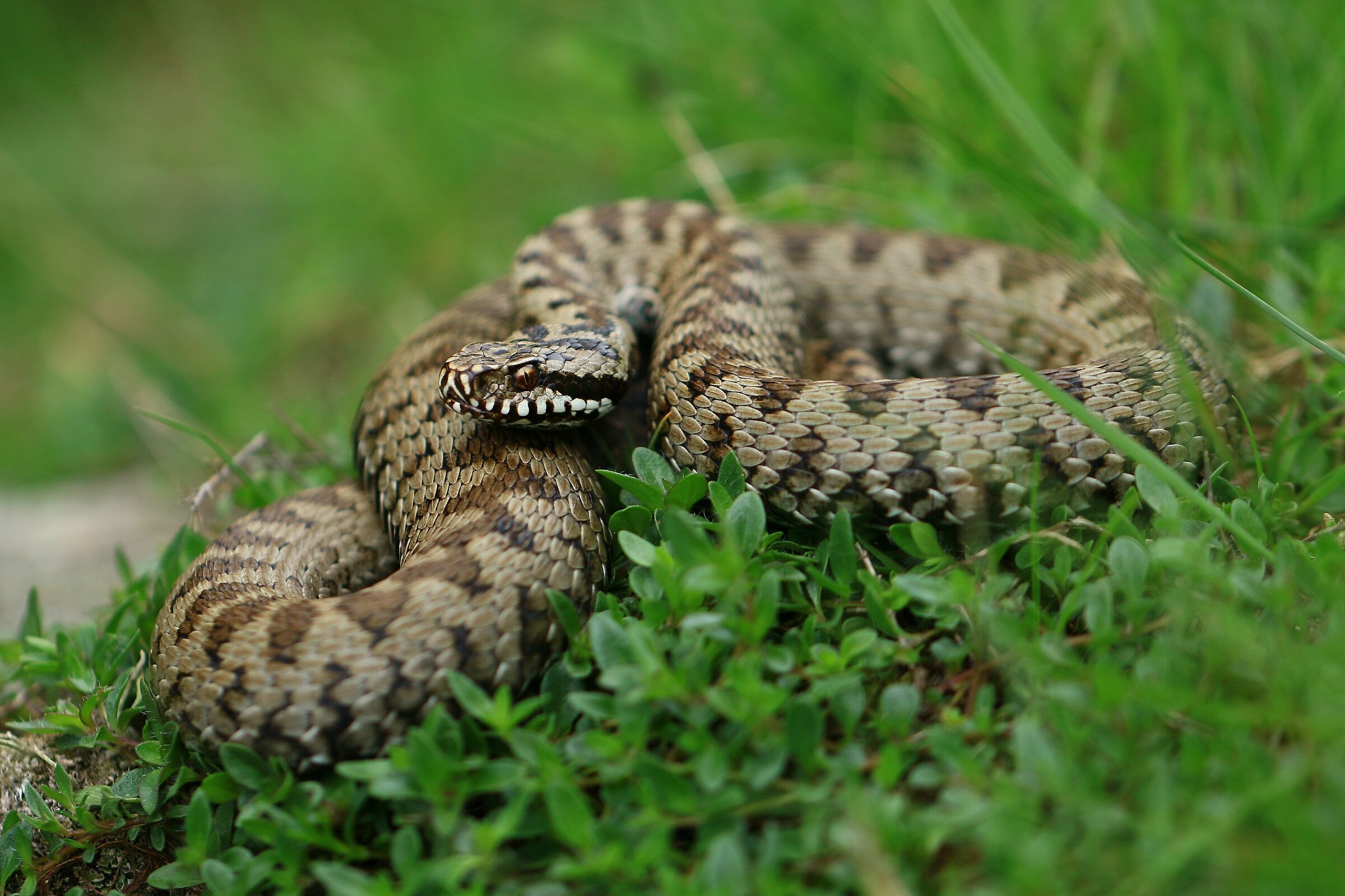 Femmina, 1500m, Piemonte (Italia)