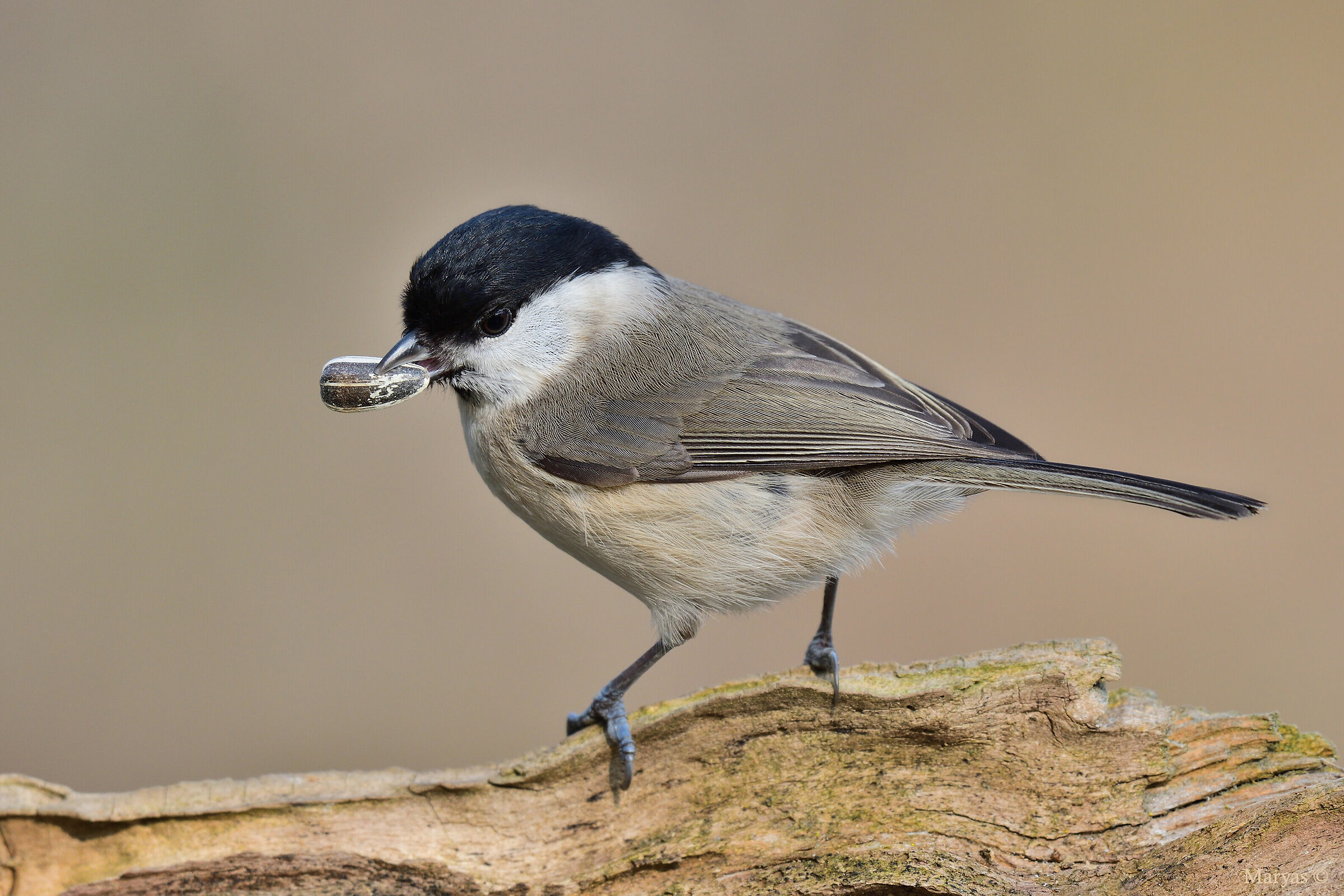 Presa... per la gola !