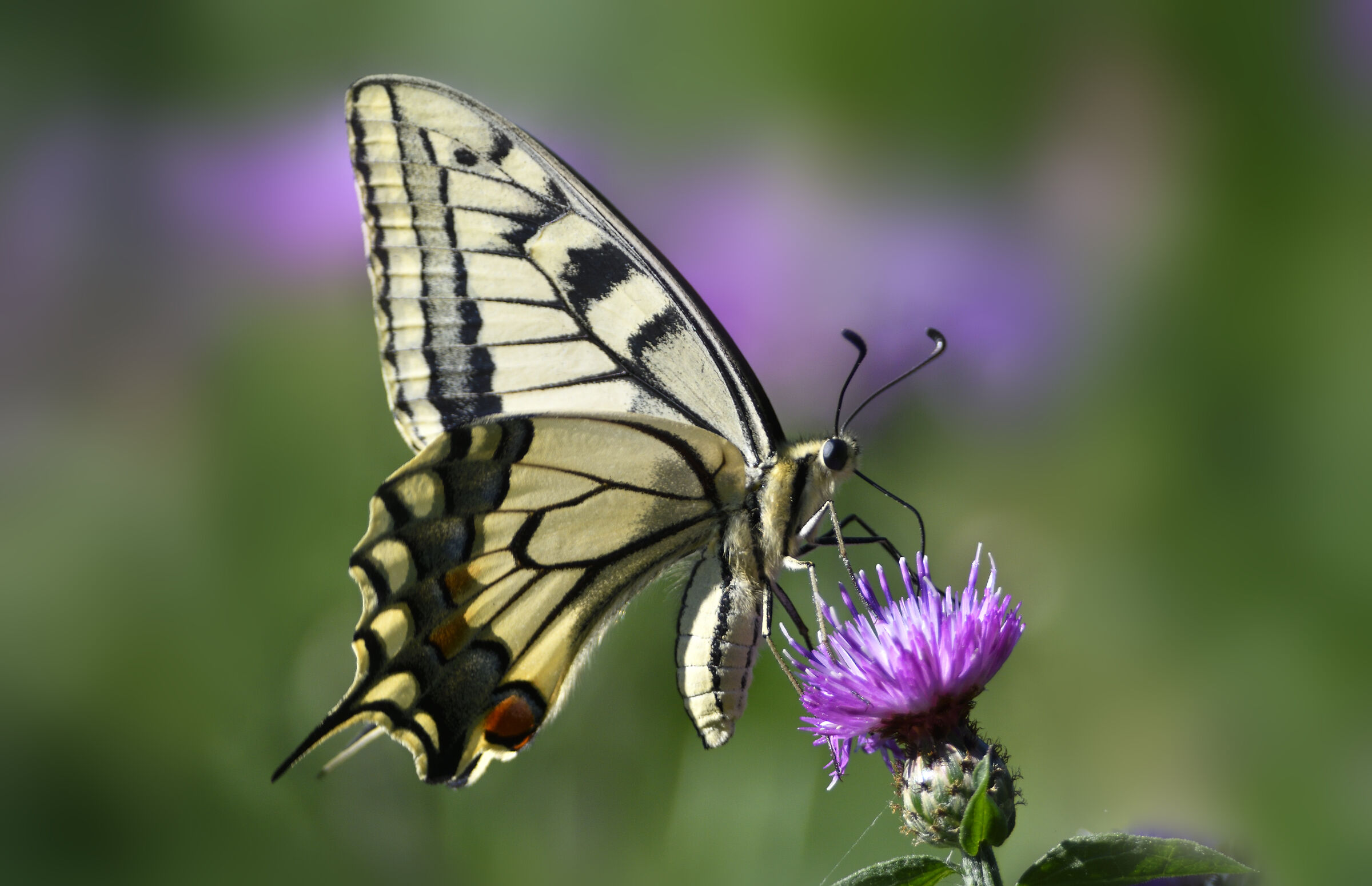 Swallowtail
