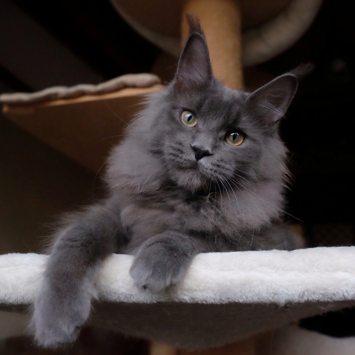 Fruit Joy Lince dell'Etna