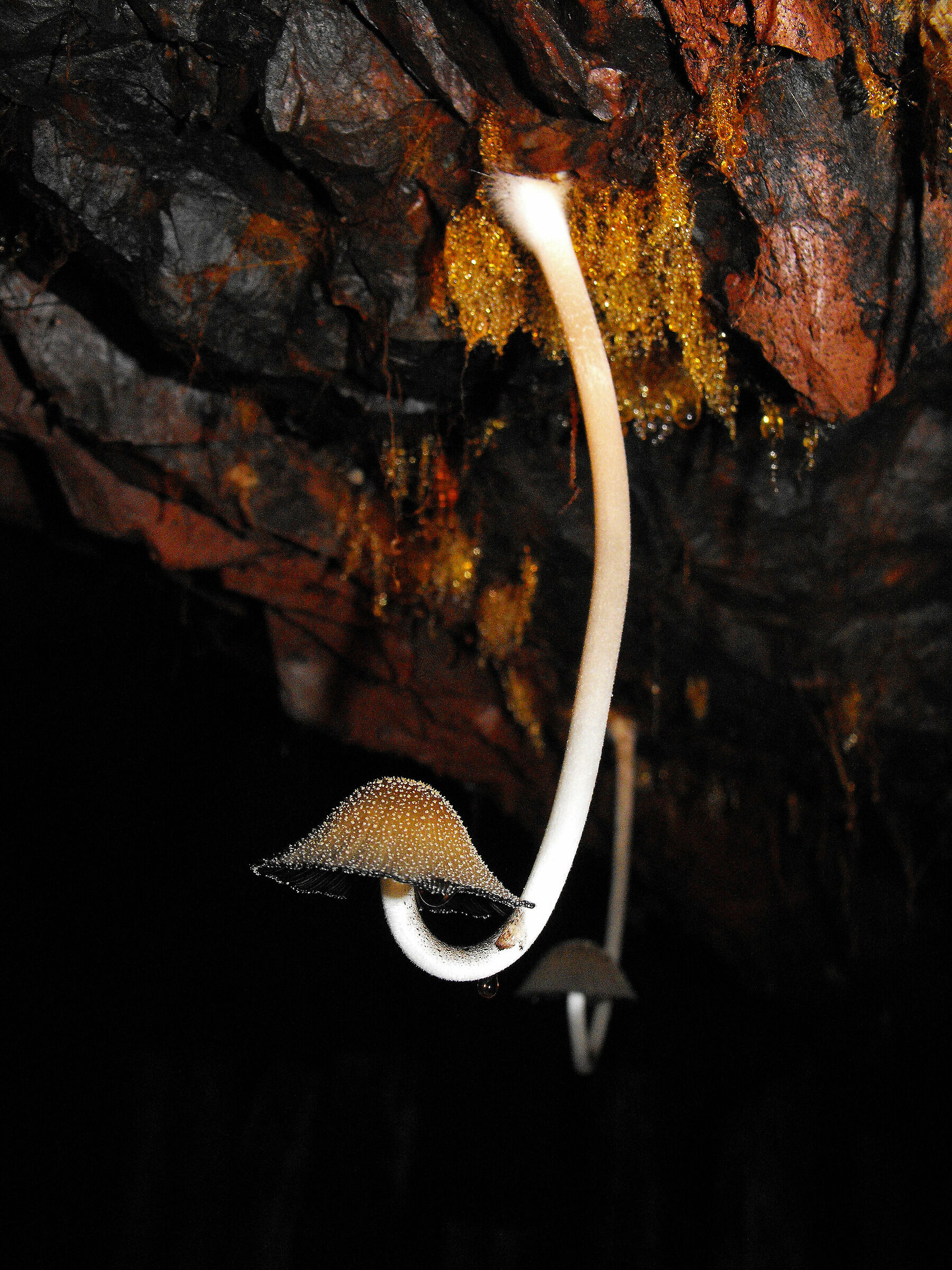 I lampadari della miniera