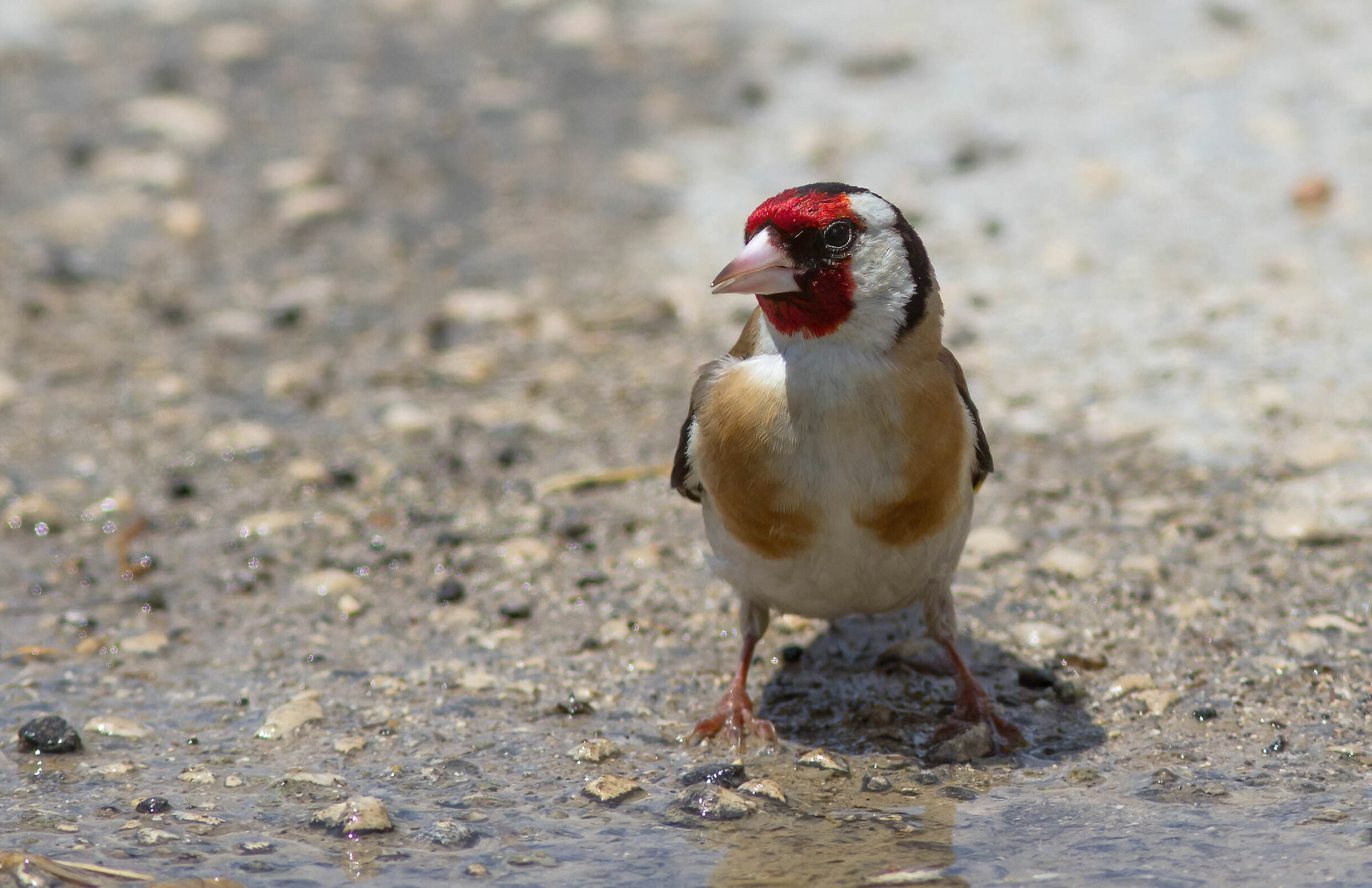 Goldfinch