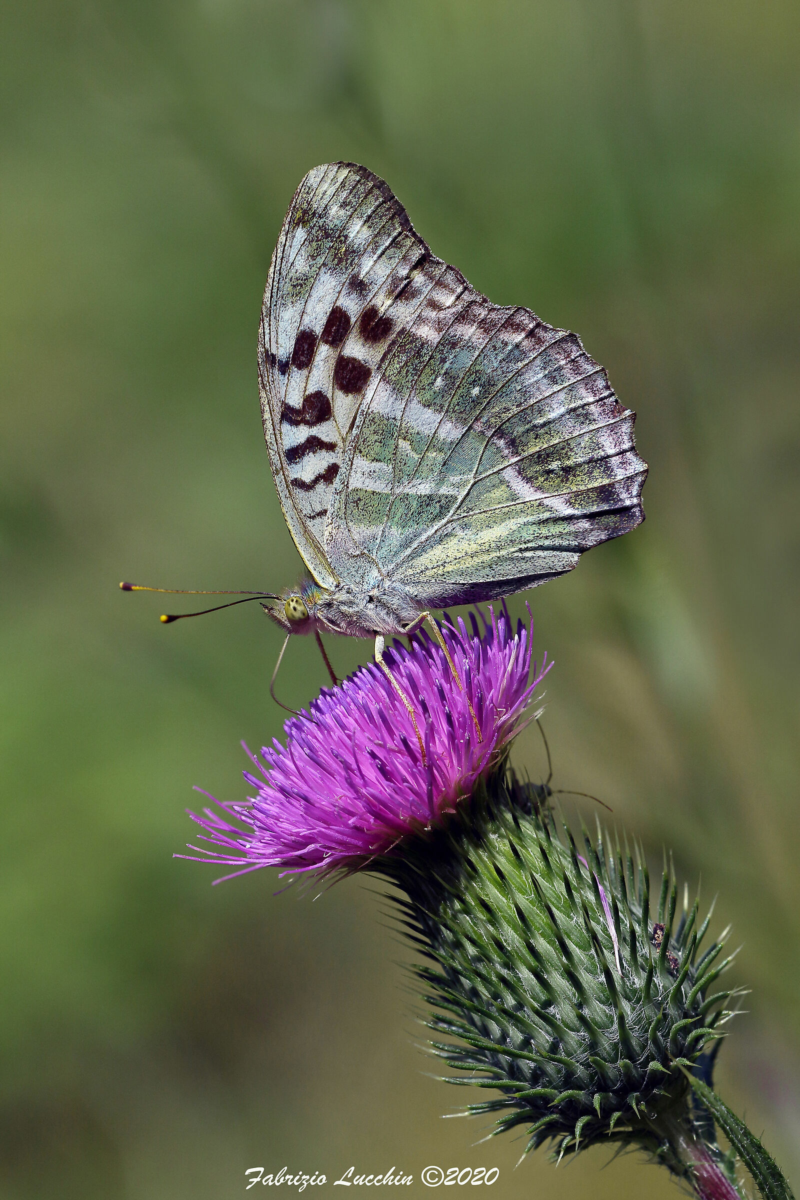 Argynnis paphia (Valesin form)