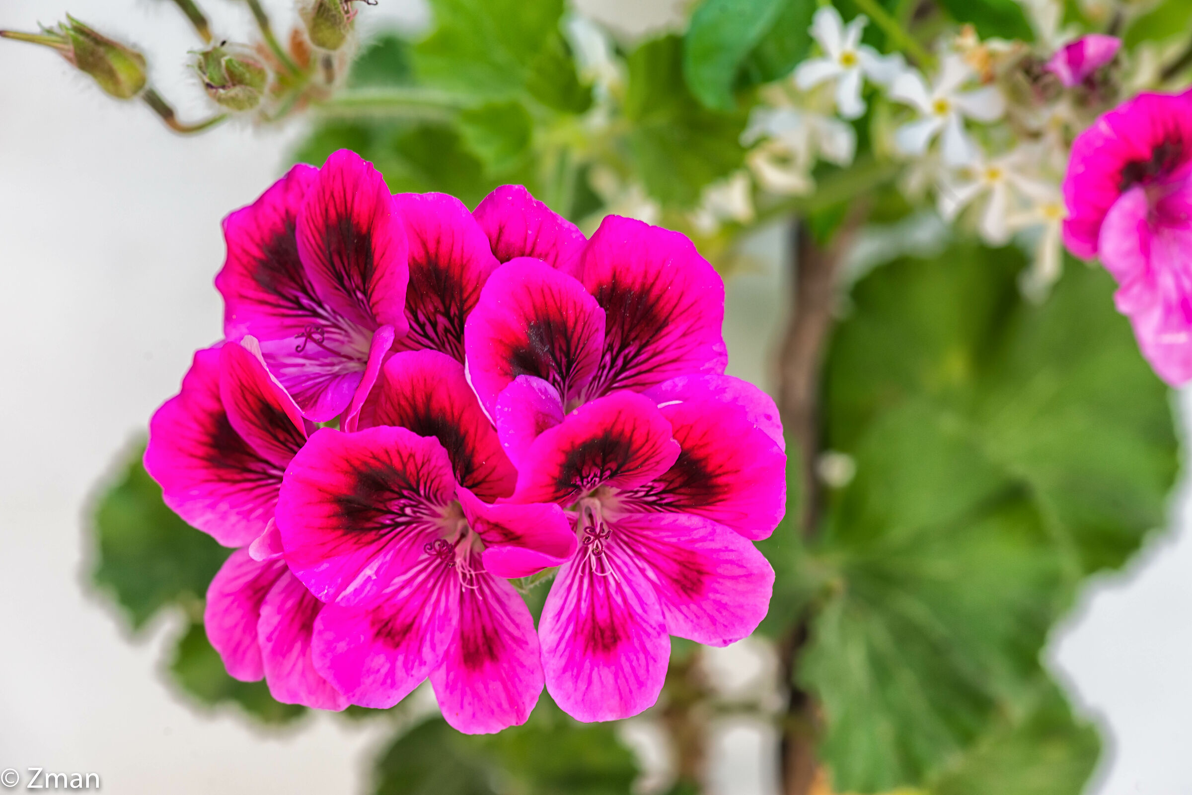 Regal Pelargonium Flowers