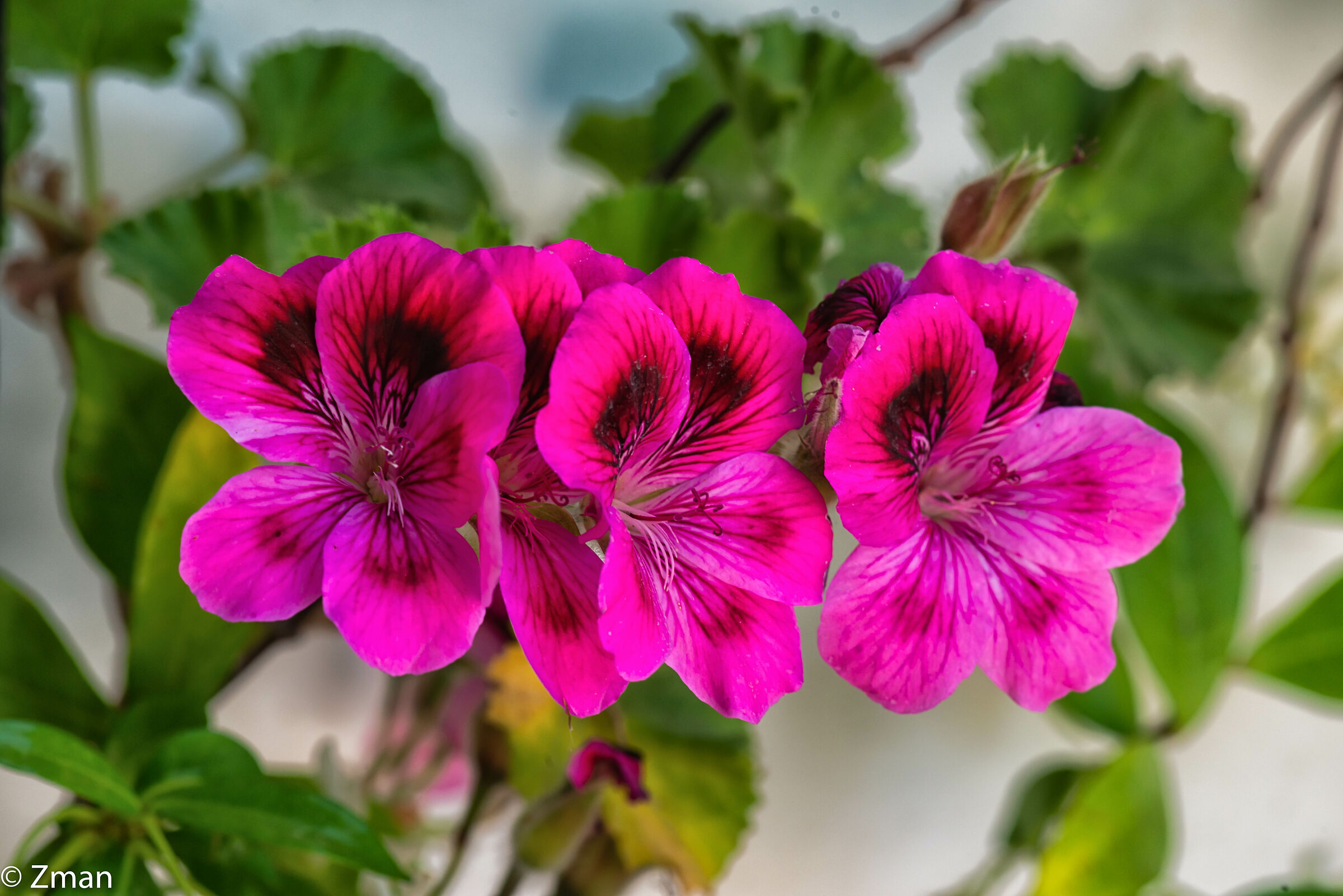 Regal Pelargonium Flowers