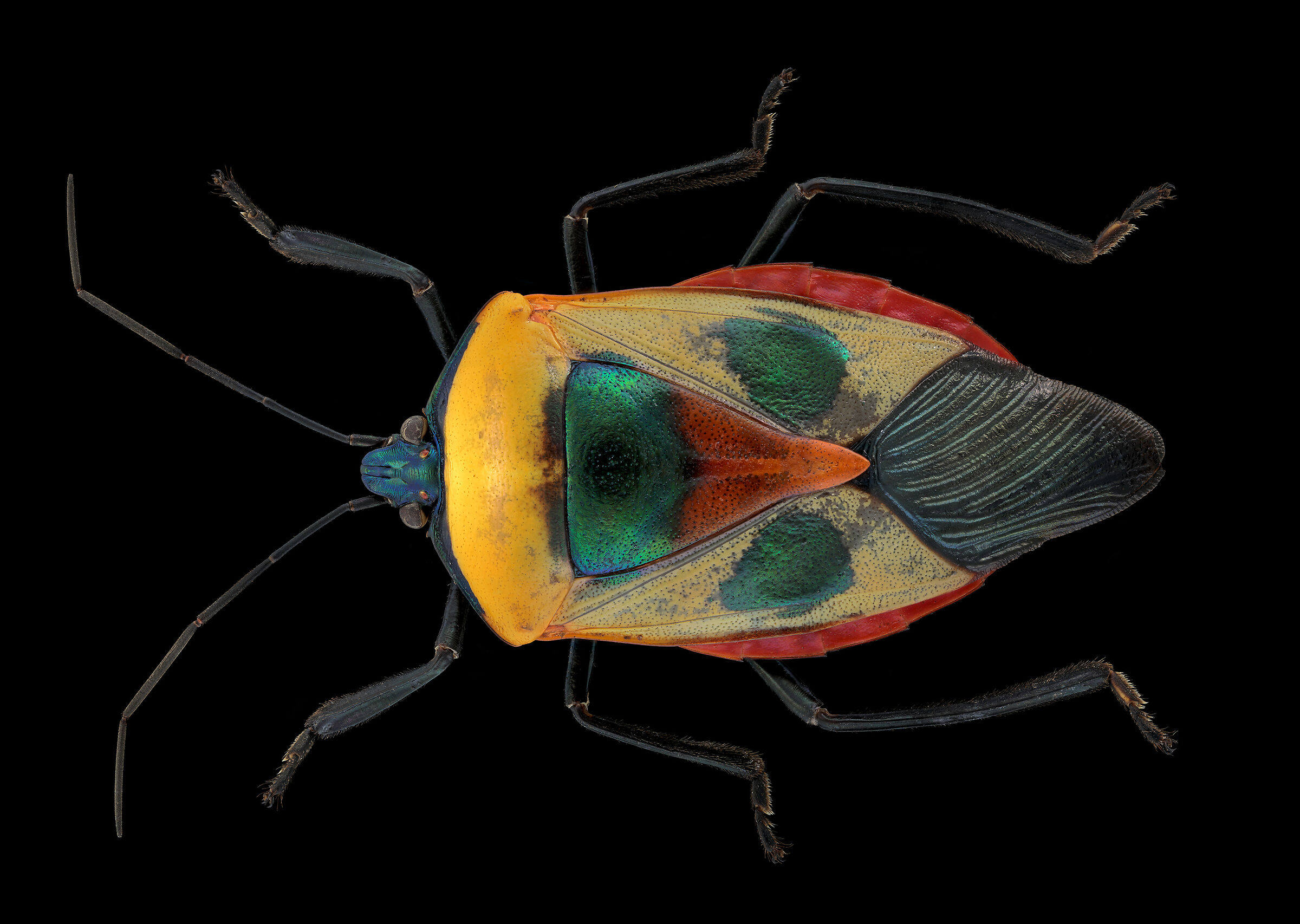 Nigripes catacanthus