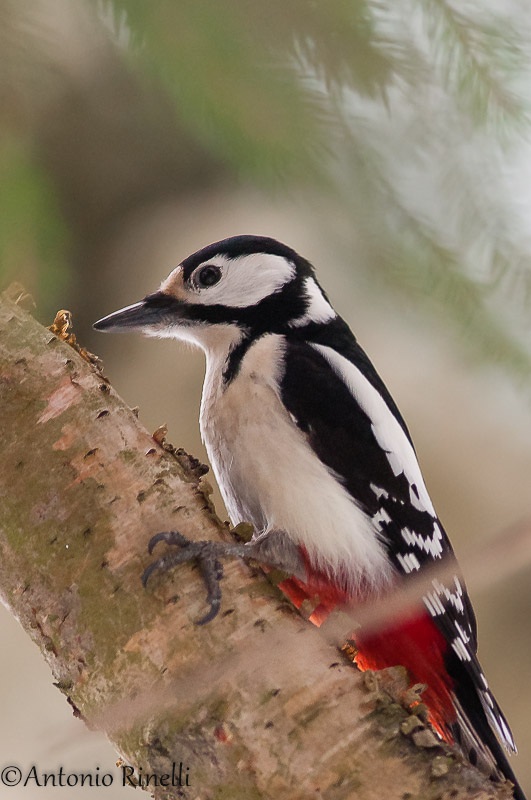 Great Spotted Woodpecker