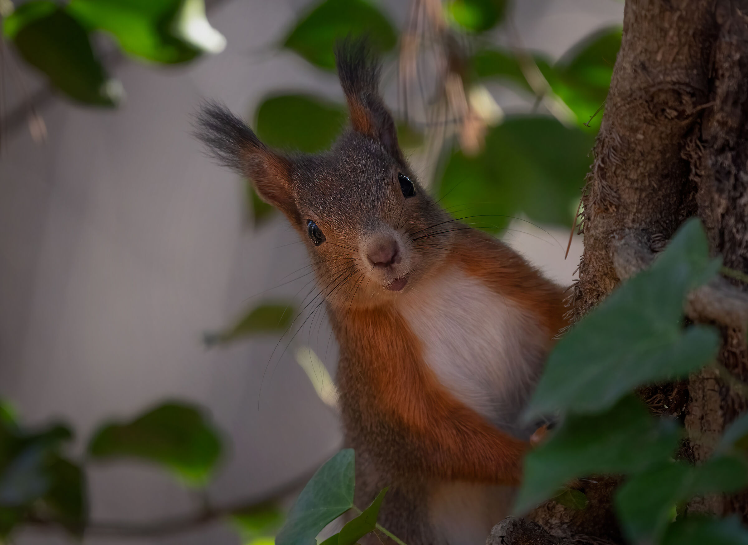 Sciurus vulgaris