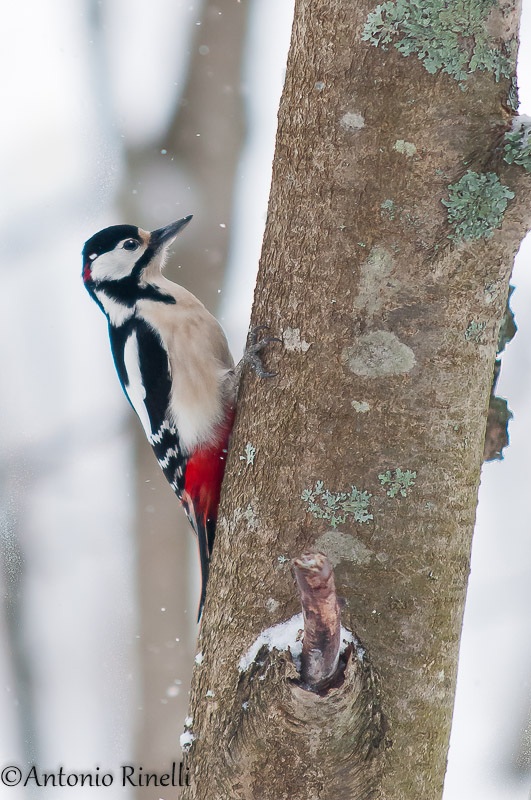 Picchio Rosso Maggiore