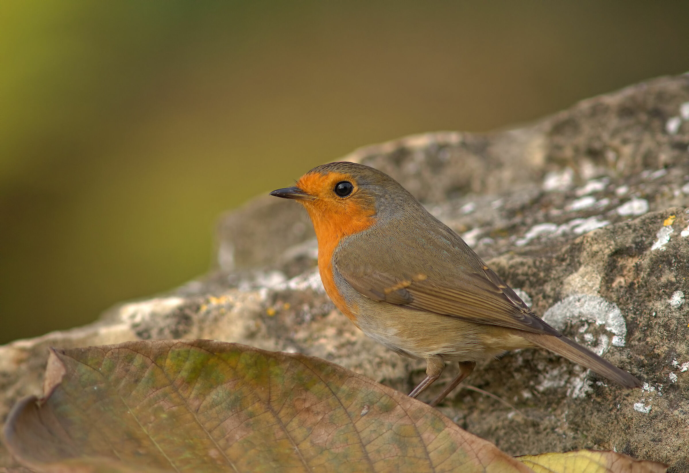 Robin