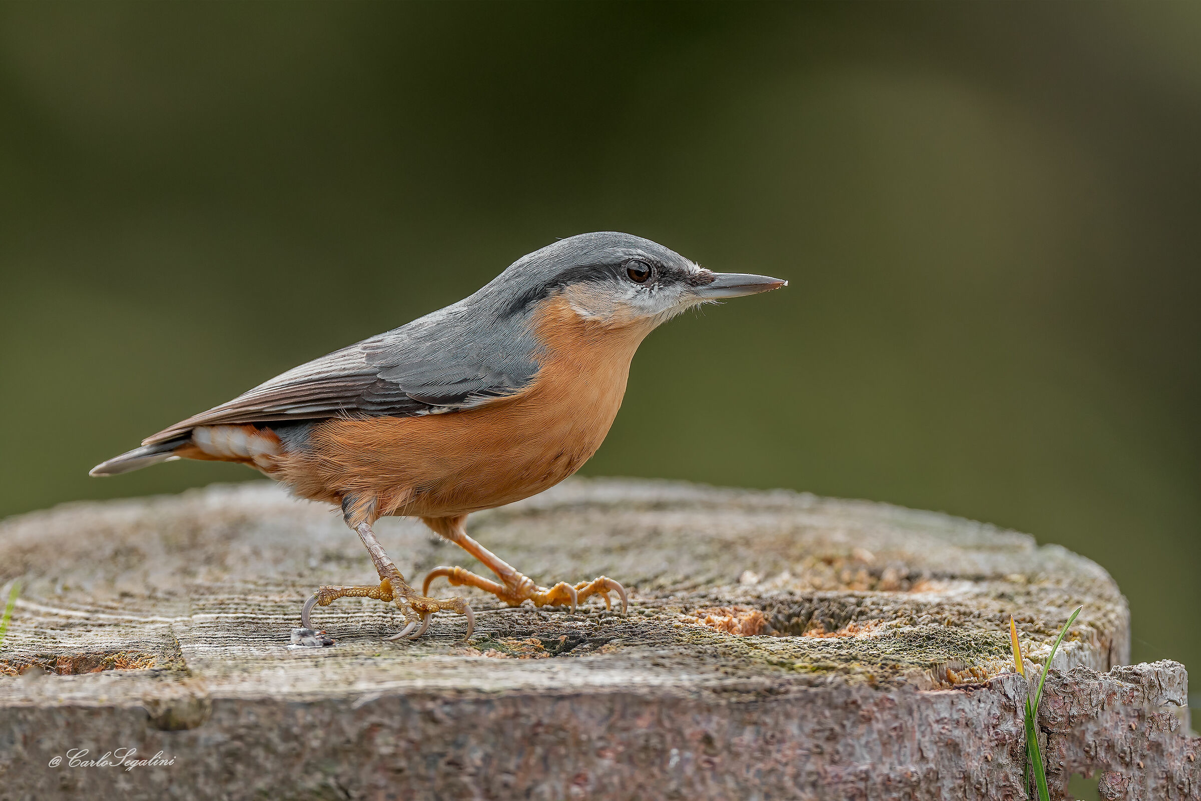 Picchio muratore, Sitta Europaea