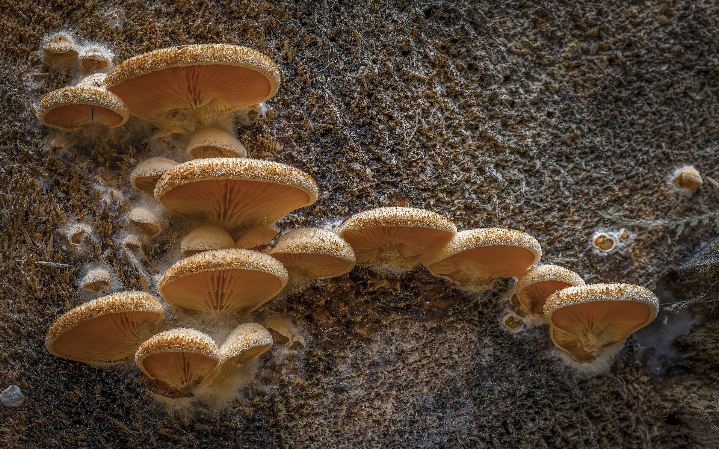 Phyllotopsis nidulans